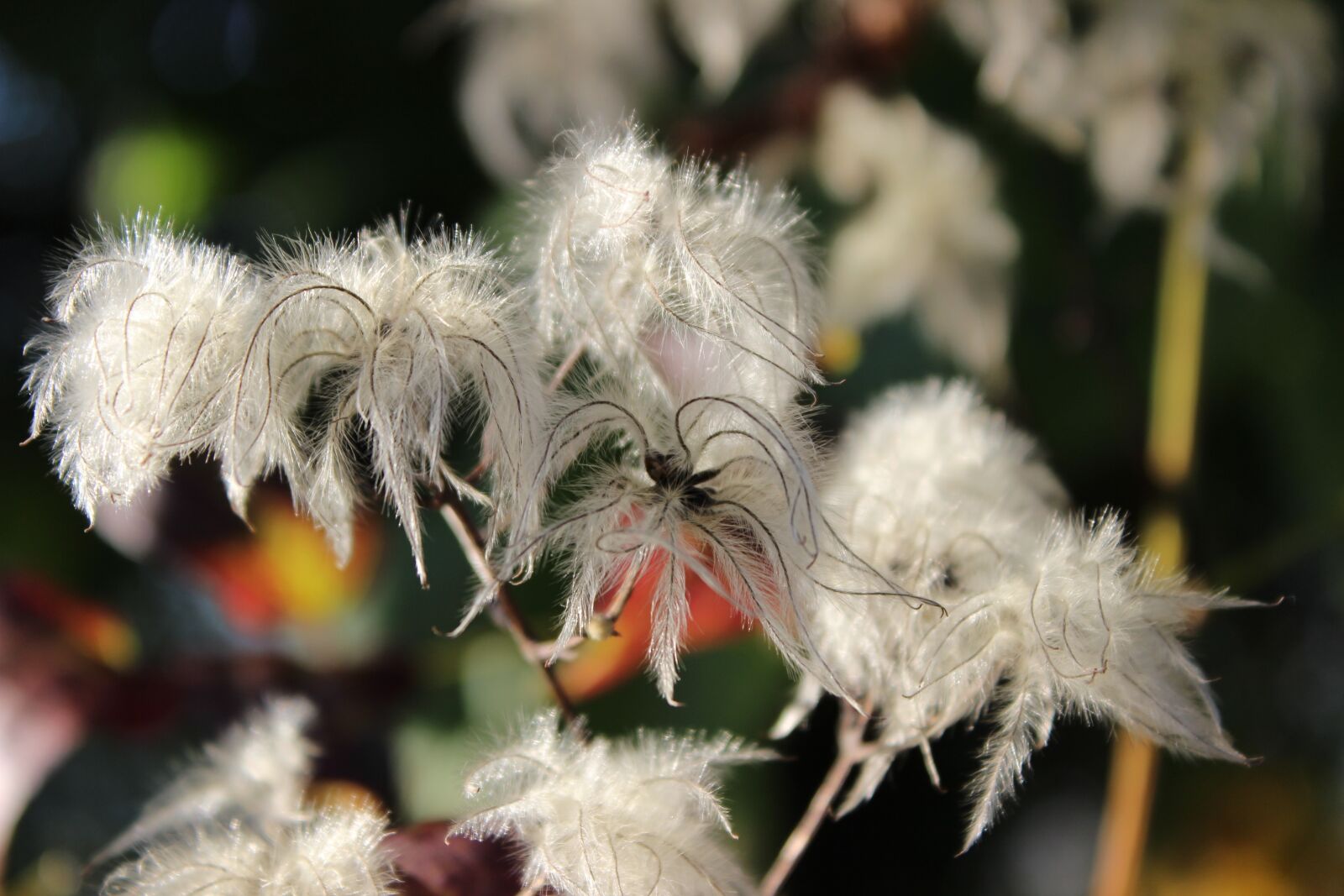 Canon EOS 600D (Rebel EOS T3i / EOS Kiss X5) sample photo. Nature, blossom, bloom photography