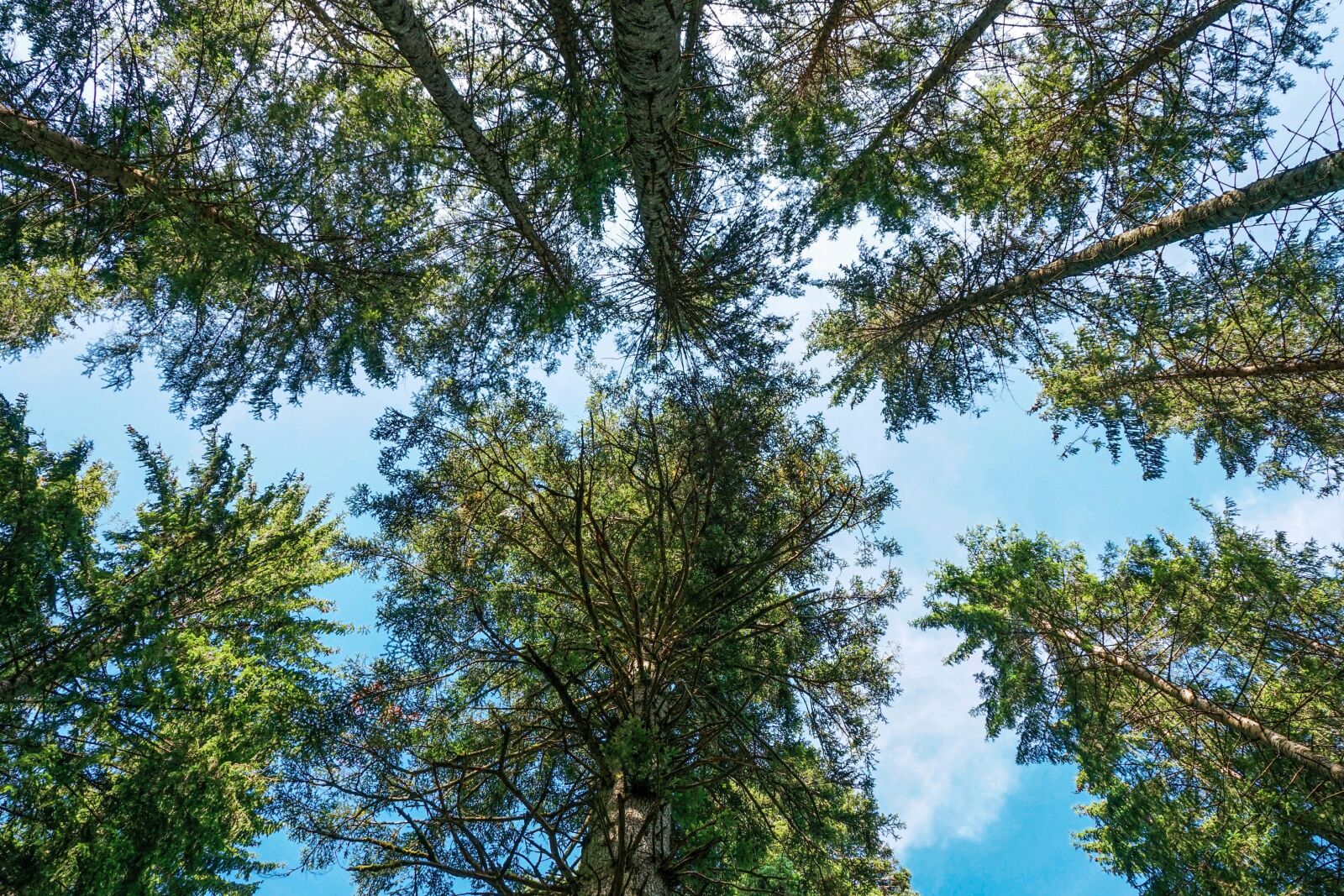Sony DT 18-135mm F3.5-5.6 SAM sample photo. Forest, fir forest, coniferous photography