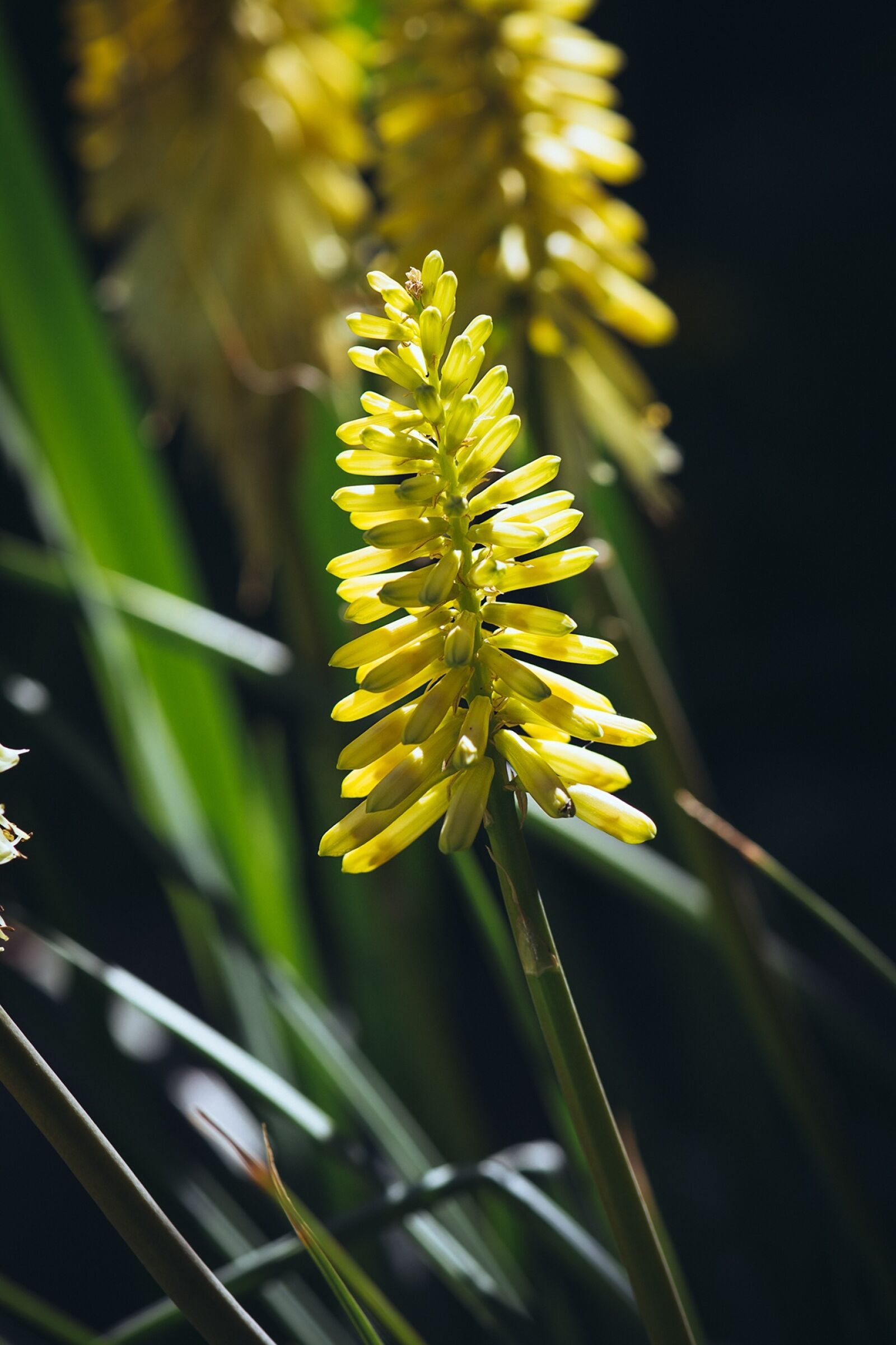 Nikon D7100 sample photo. Flower, yellow, yellow flower photography