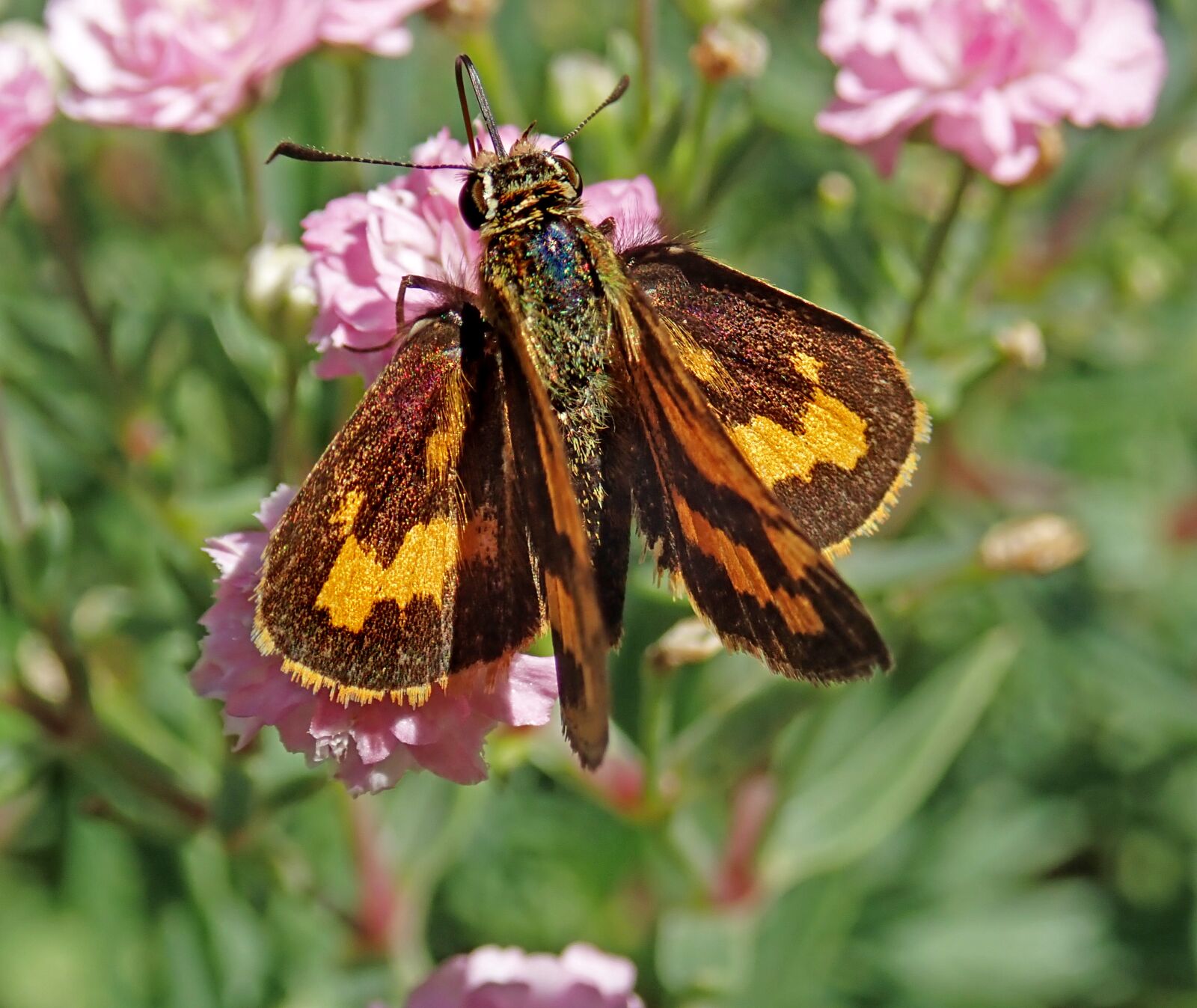 Olympus TG-5 sample photo. Butterfly, insect, flowers photography