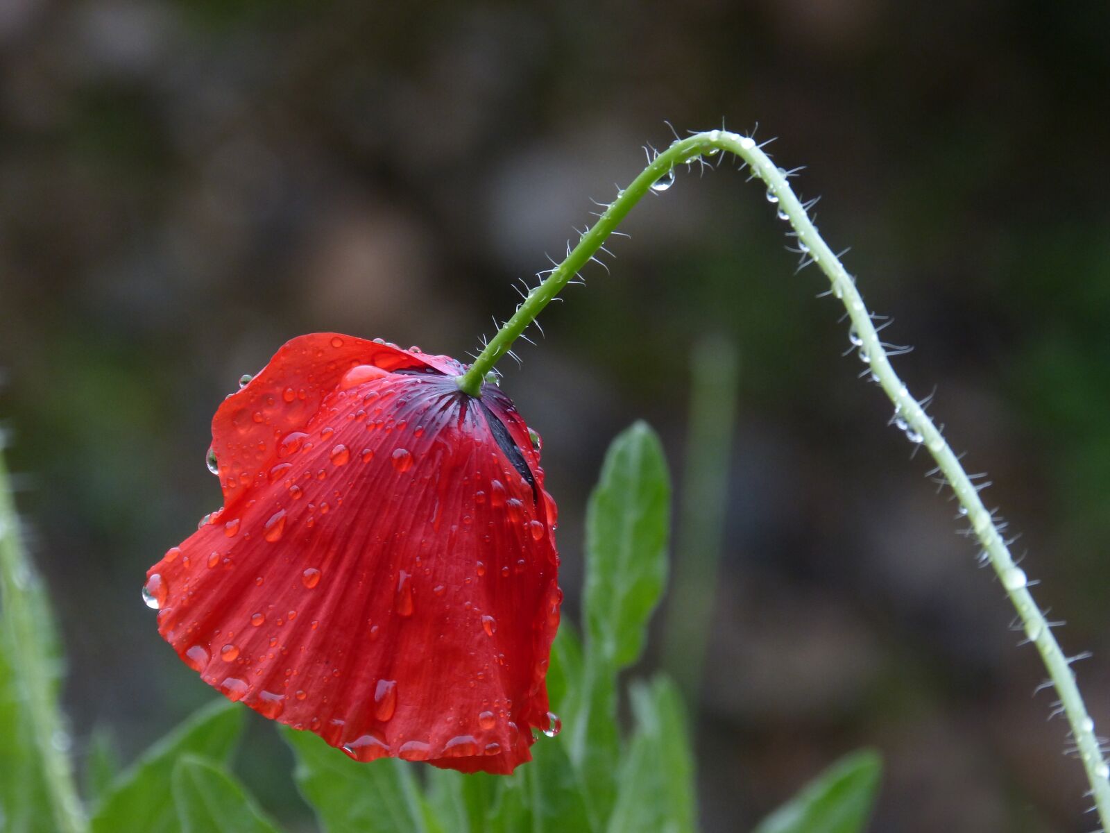 Panasonic DMC-FZ62 sample photo. Poppy, wet, rain photography