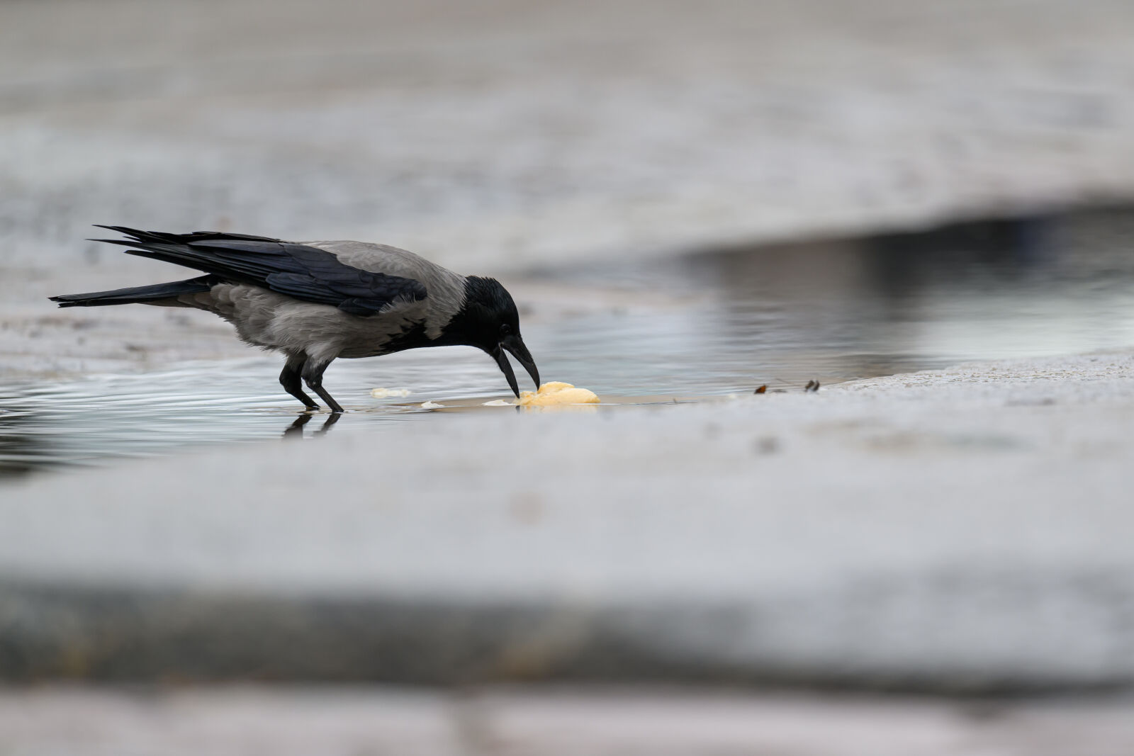 Nikon Nikkor 400mm F4.5 VR S sample photo. Clever crow photography