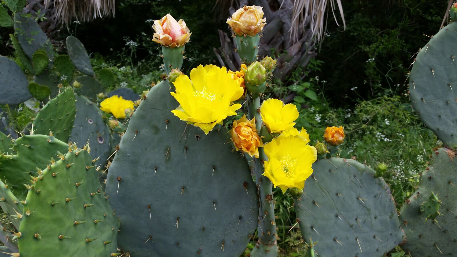 Samsung Galaxy S5 sample photo. San antonio, botanical, gardens photography