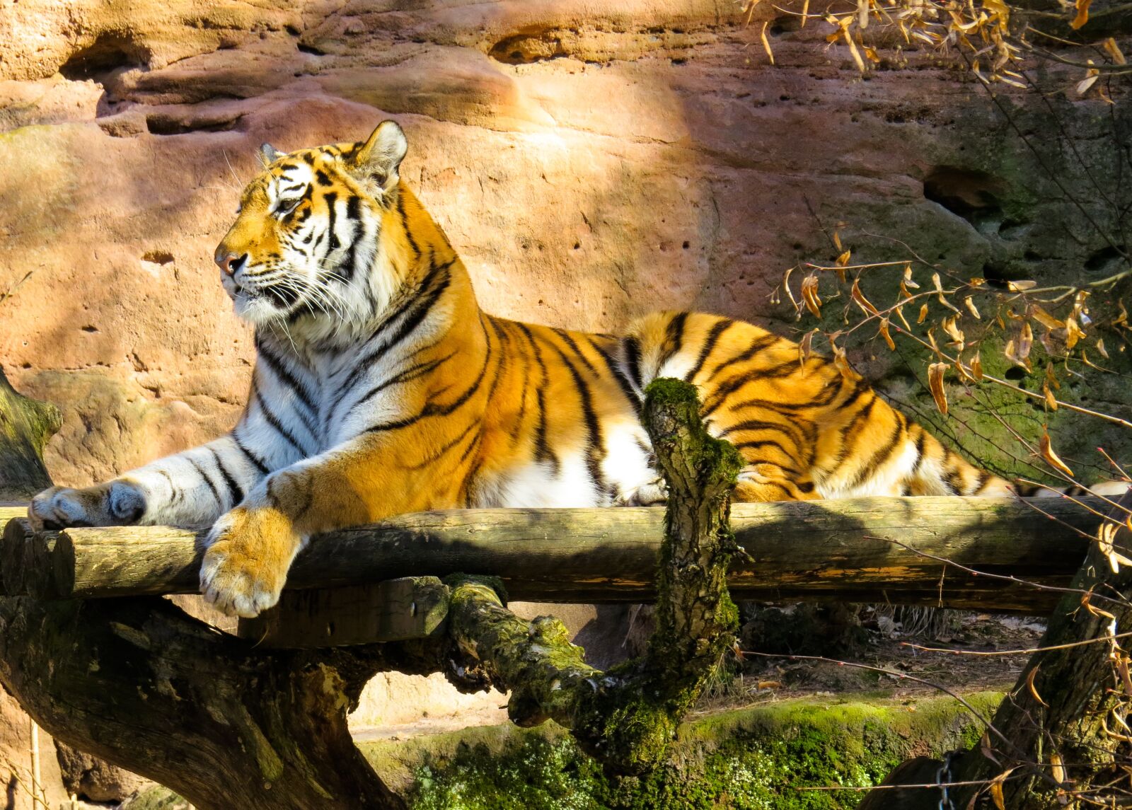 Canon PowerShot SX50 HS sample photo. Animal, tiger, big cat photography
