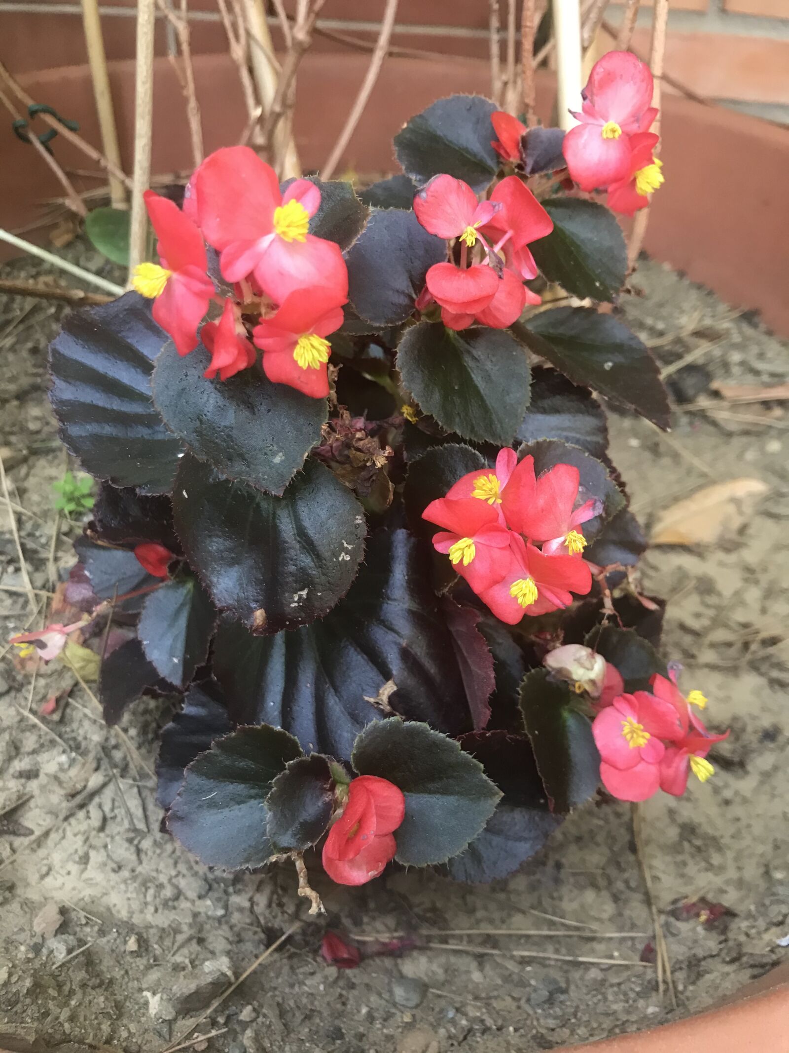 iPhone 7 back camera 3.99mm f/1.8 sample photo. Flowers, leaves, flora photography