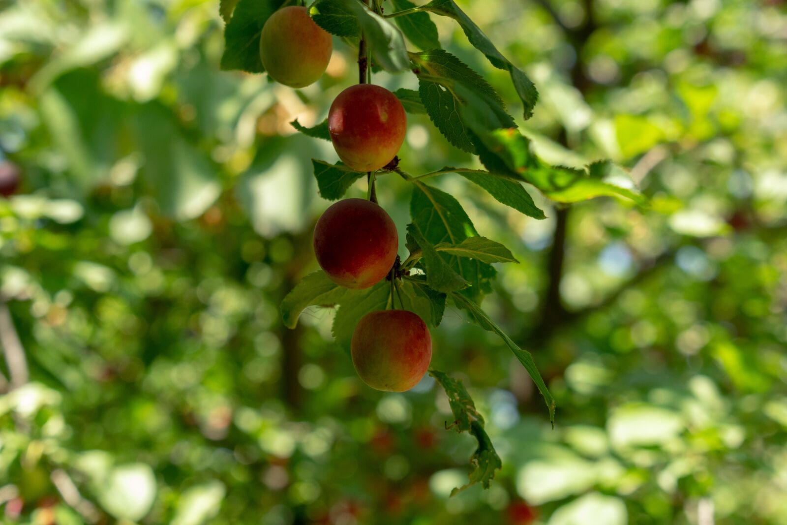 Nikon D3300 sample photo. Fruit, fresh, plum photography