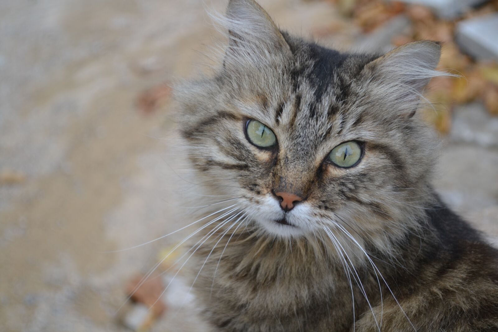 Nikon D3100 sample photo. Cat, animal, nature photography