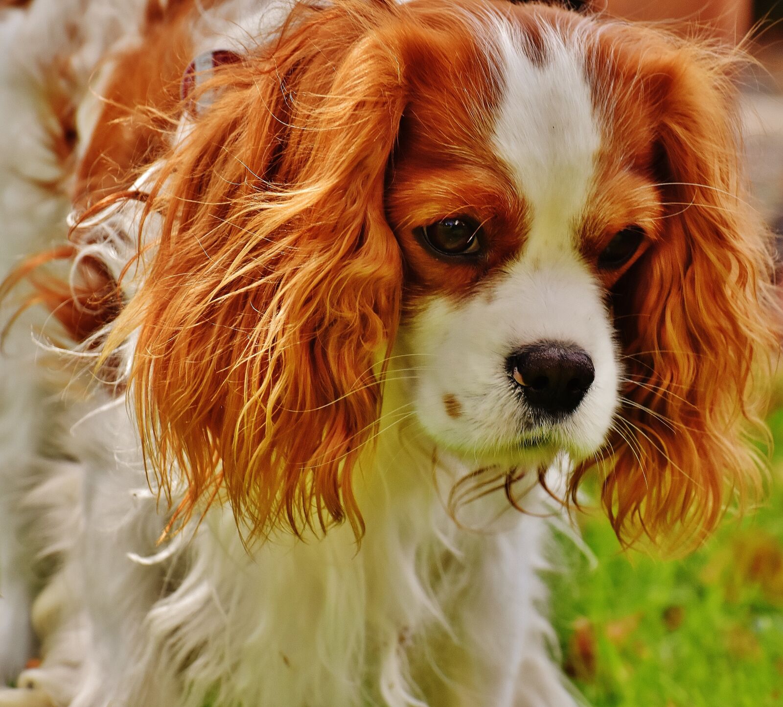 Nikon D7200 sample photo. Dog, cavalier king charles photography