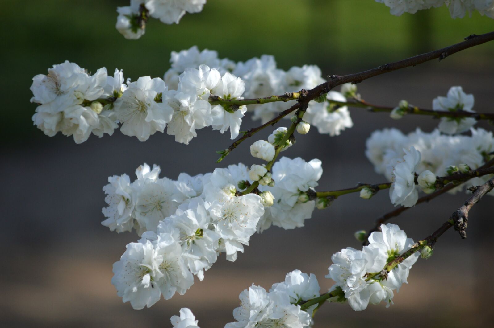 Nikon D3200 sample photo. Flowers, tree, branch photography