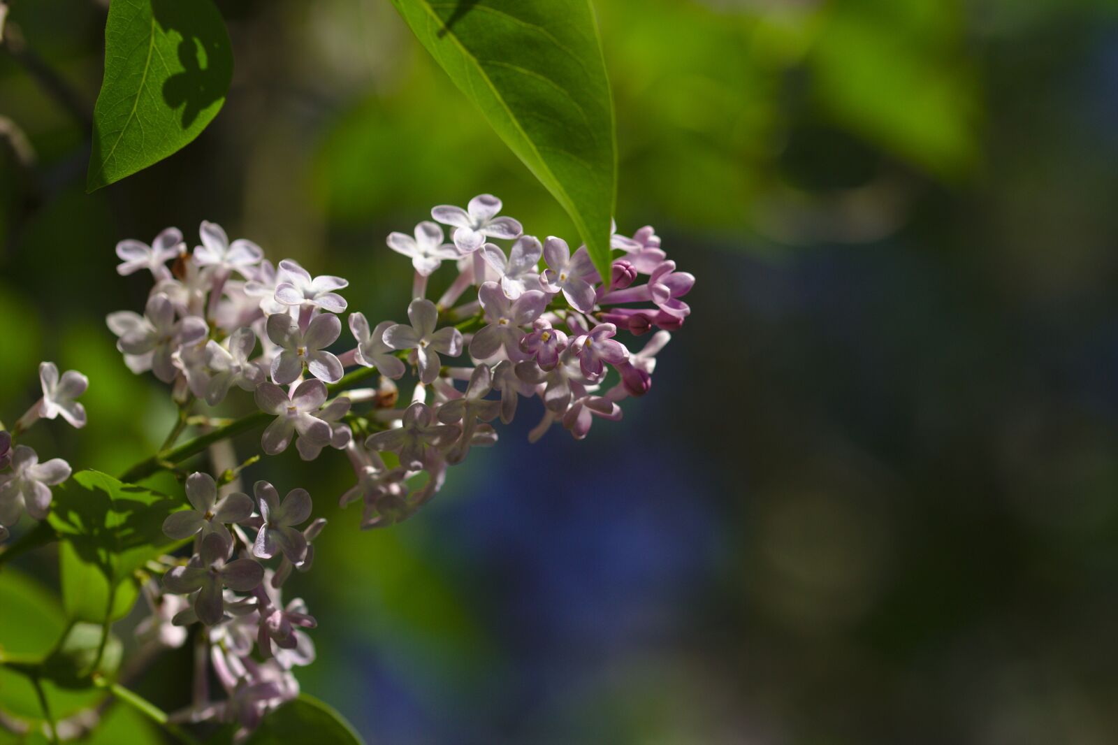 Canon EOS 600D (Rebel EOS T3i / EOS Kiss X5) sample photo. Lilac, mov, blooming photography