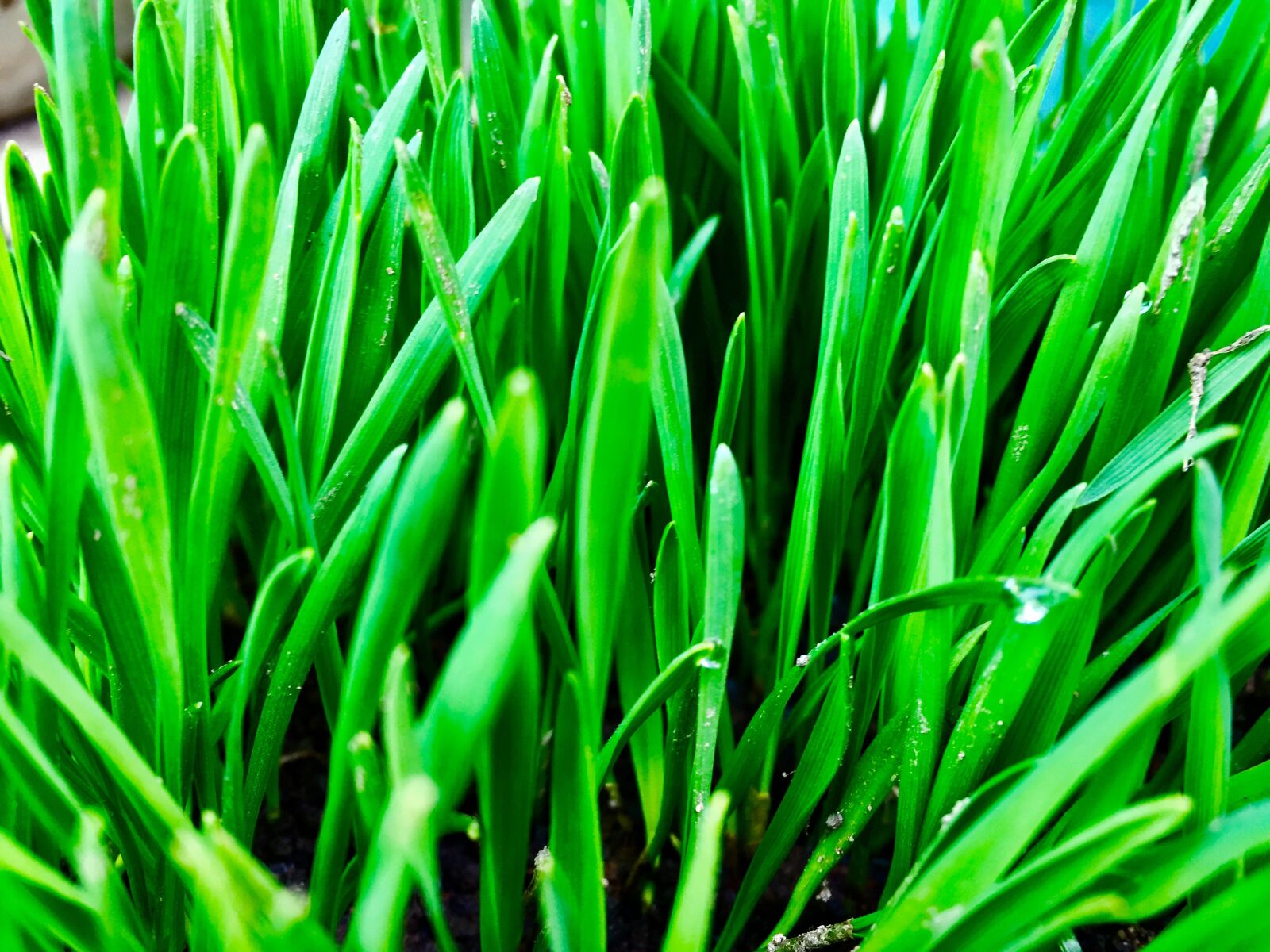 iPhone 6 back camera 4.15mm f/2.2 sample photo. Green, leaf, spring photography