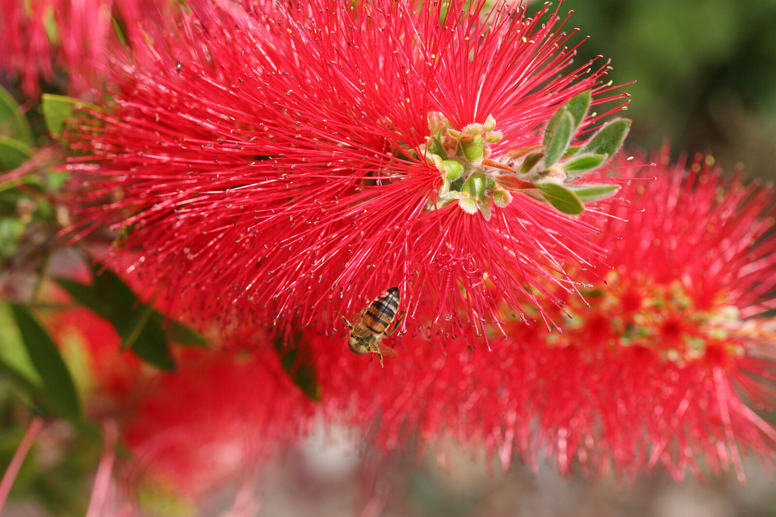 Canon EOS 20D sample photo. Bee, callestimon, flower photography