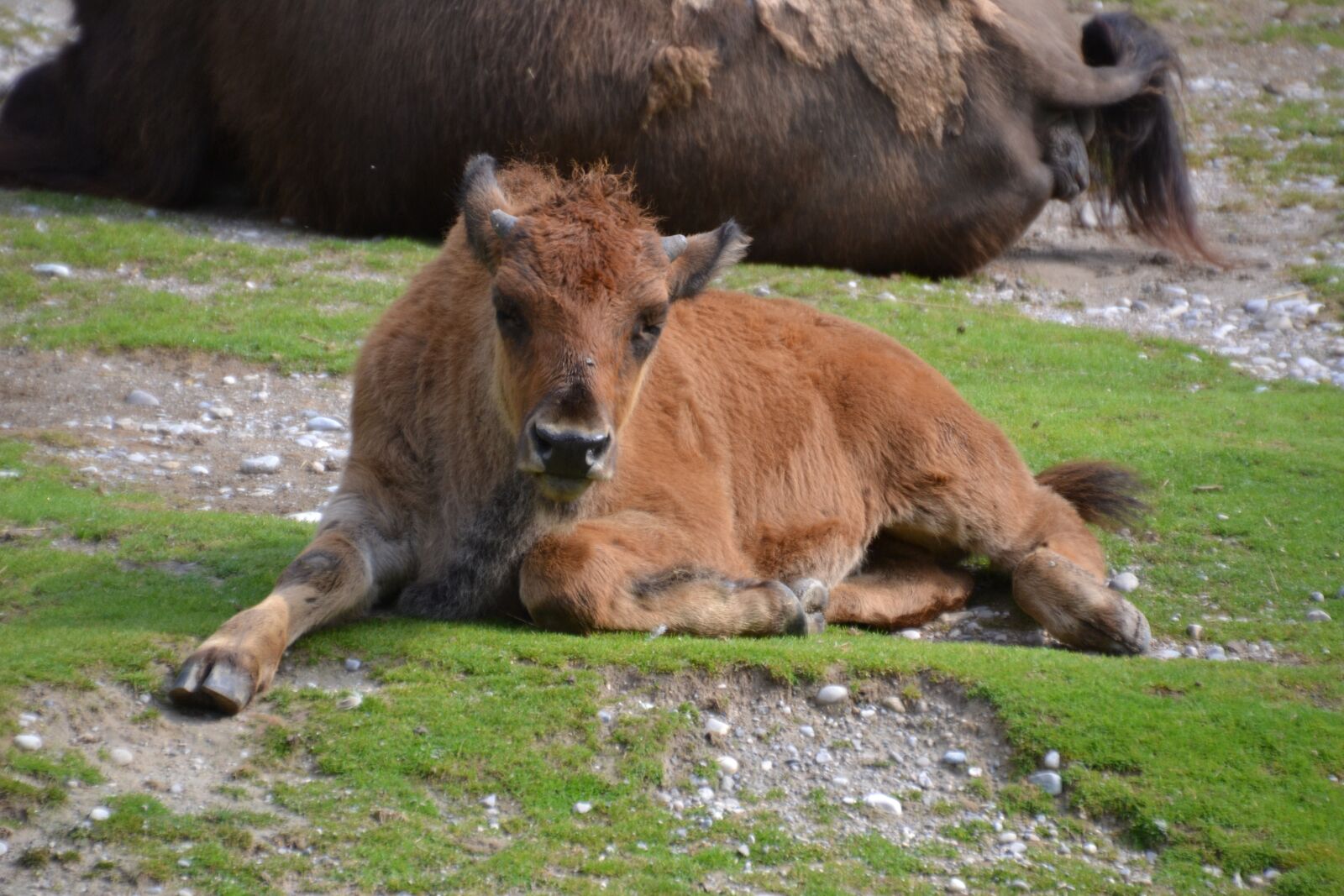 Nikon D3100 sample photo. Bison, buffalo, animal photography