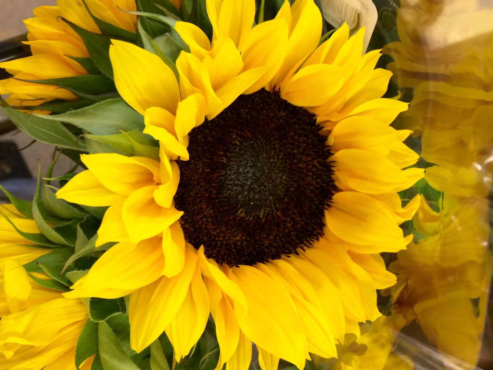 iPhone 6 Plus back camera 4.15mm f/2.2 sample photo. Bloom, blossom, close, flower photography