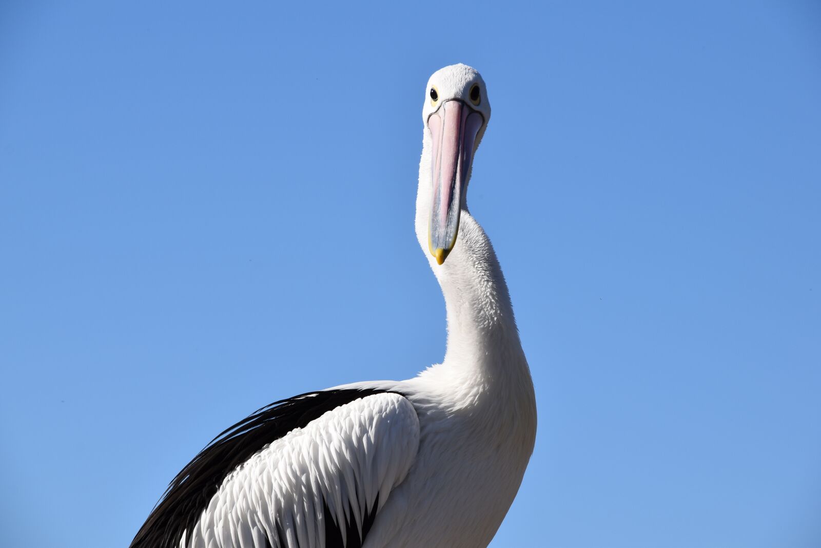 Nikon D5600 sample photo. Pelican, nature, bird photography