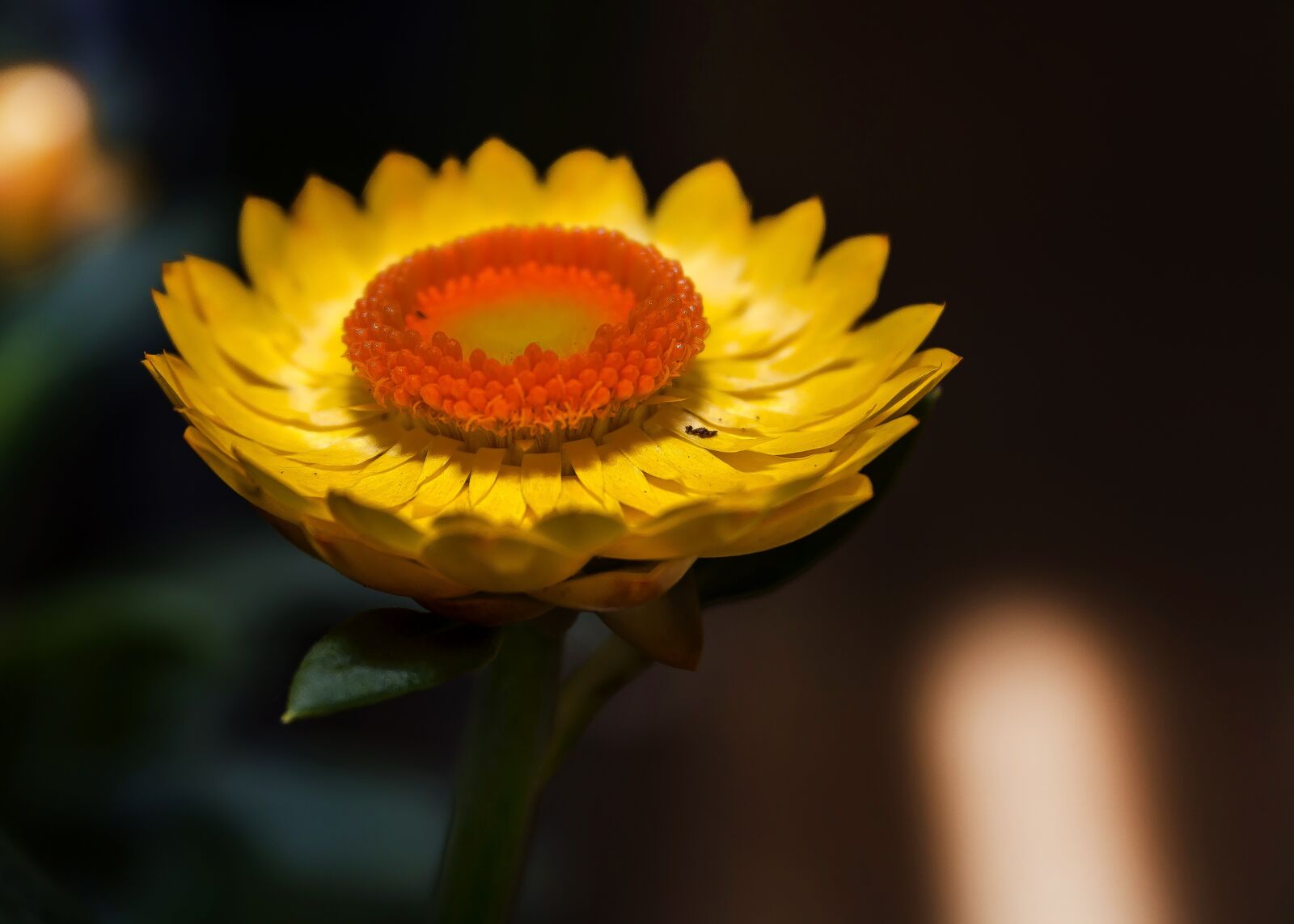 Canon EF-S 18-55mm F3.5-5.6 II sample photo. Helichrysum, italicum, yellow photography