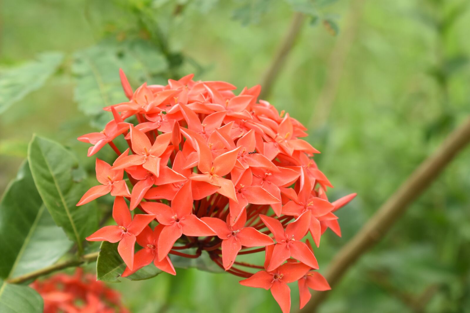Nikon D3400 sample photo. Flower, nature, plant photography