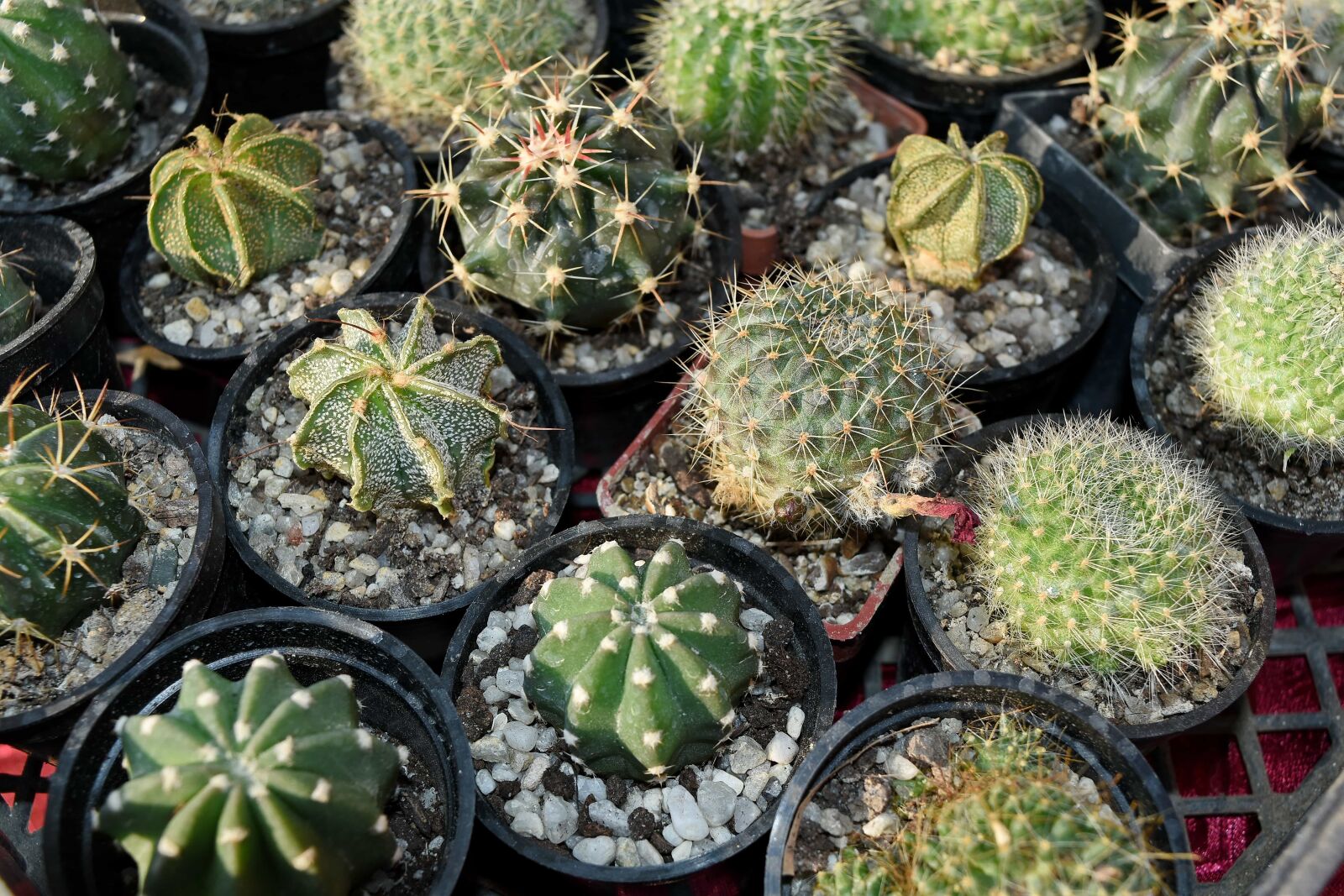 Nikon D5500 sample photo. Flora, exotic, sharp, spike photography