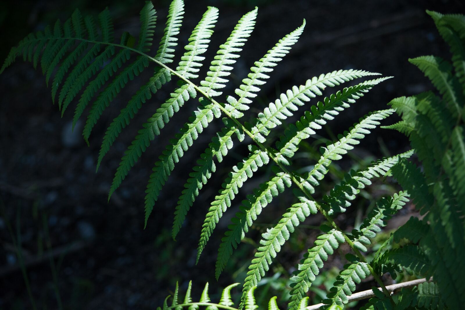 Nikon D7100 sample photo. Fern, green, vascular cryptogams photography