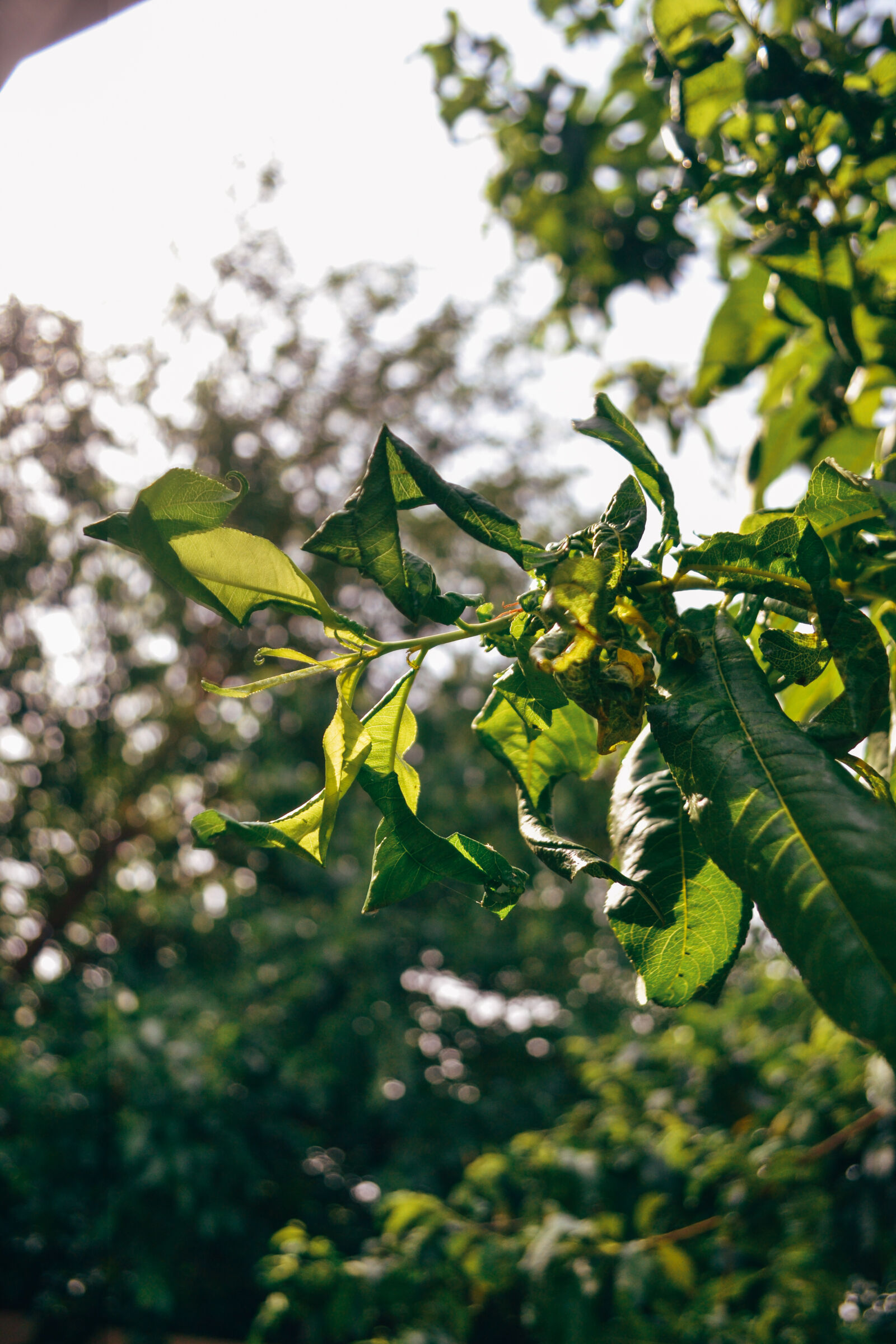 Nikon D3100 sample photo