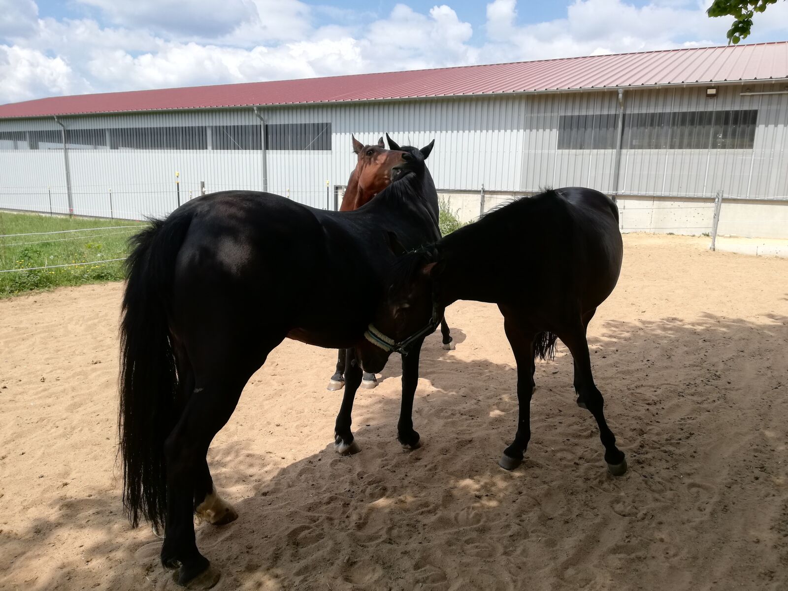 HUAWEI P20 lite sample photo. Horses, paddock, pony photography
