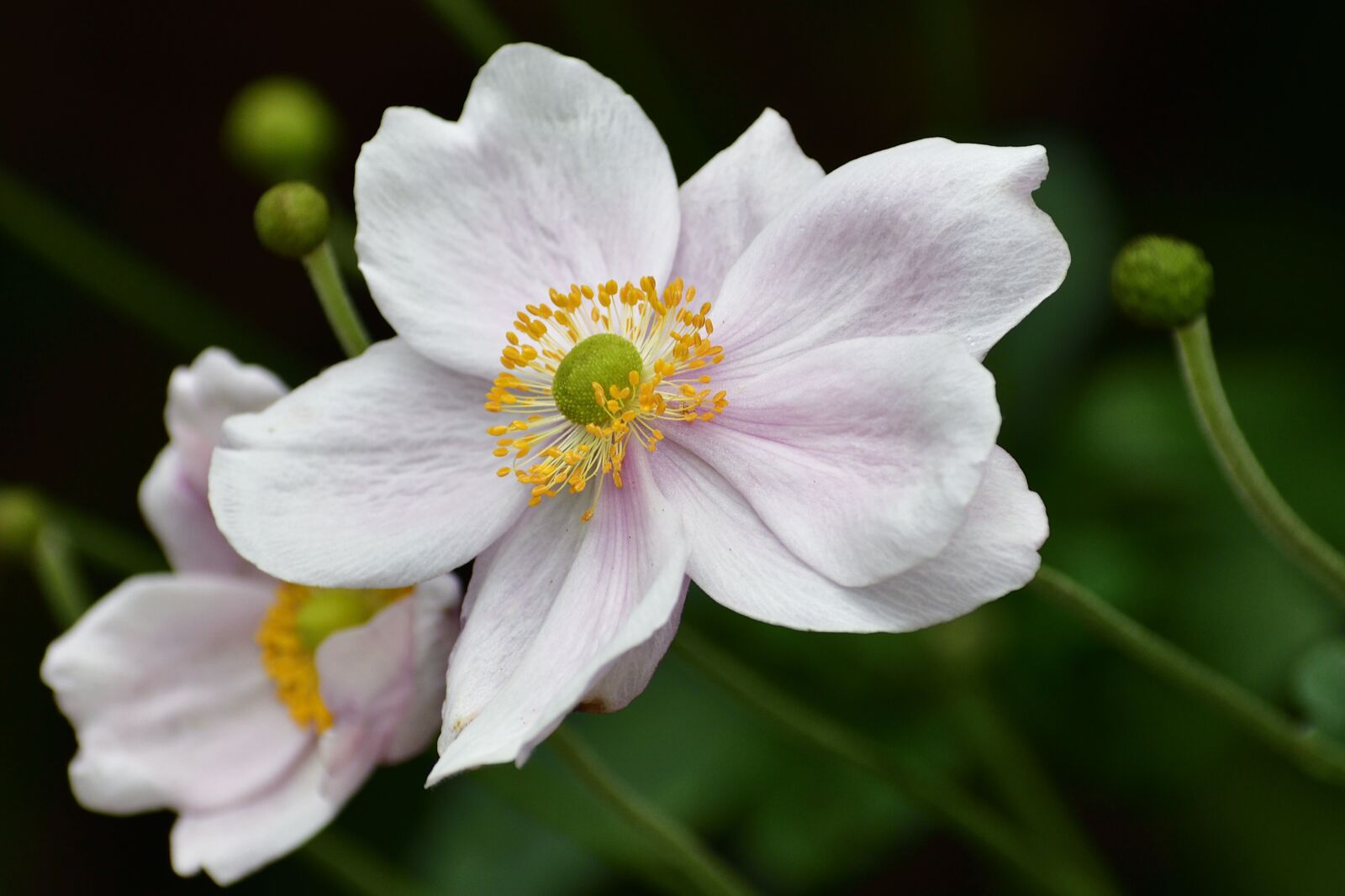 Nikon D500 sample photo. Cosmos, flower, bloom photography