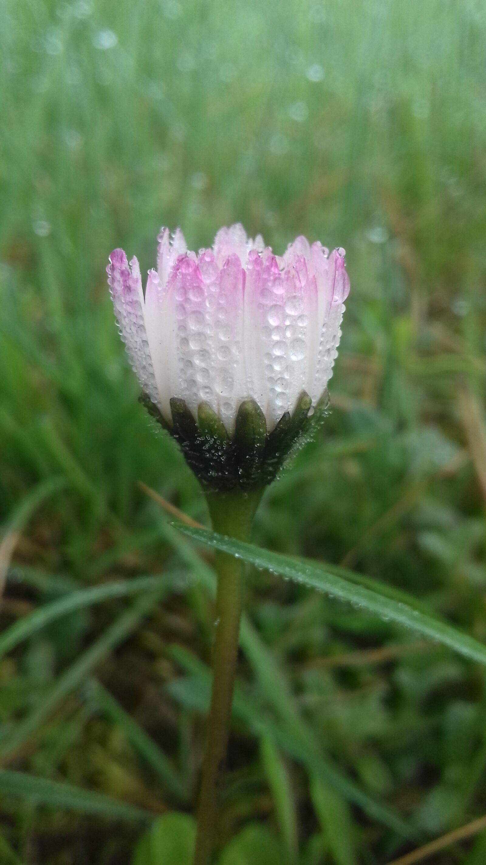 Samsung Galaxy J3(2016) sample photo. Flower flowers plant, daisy photography