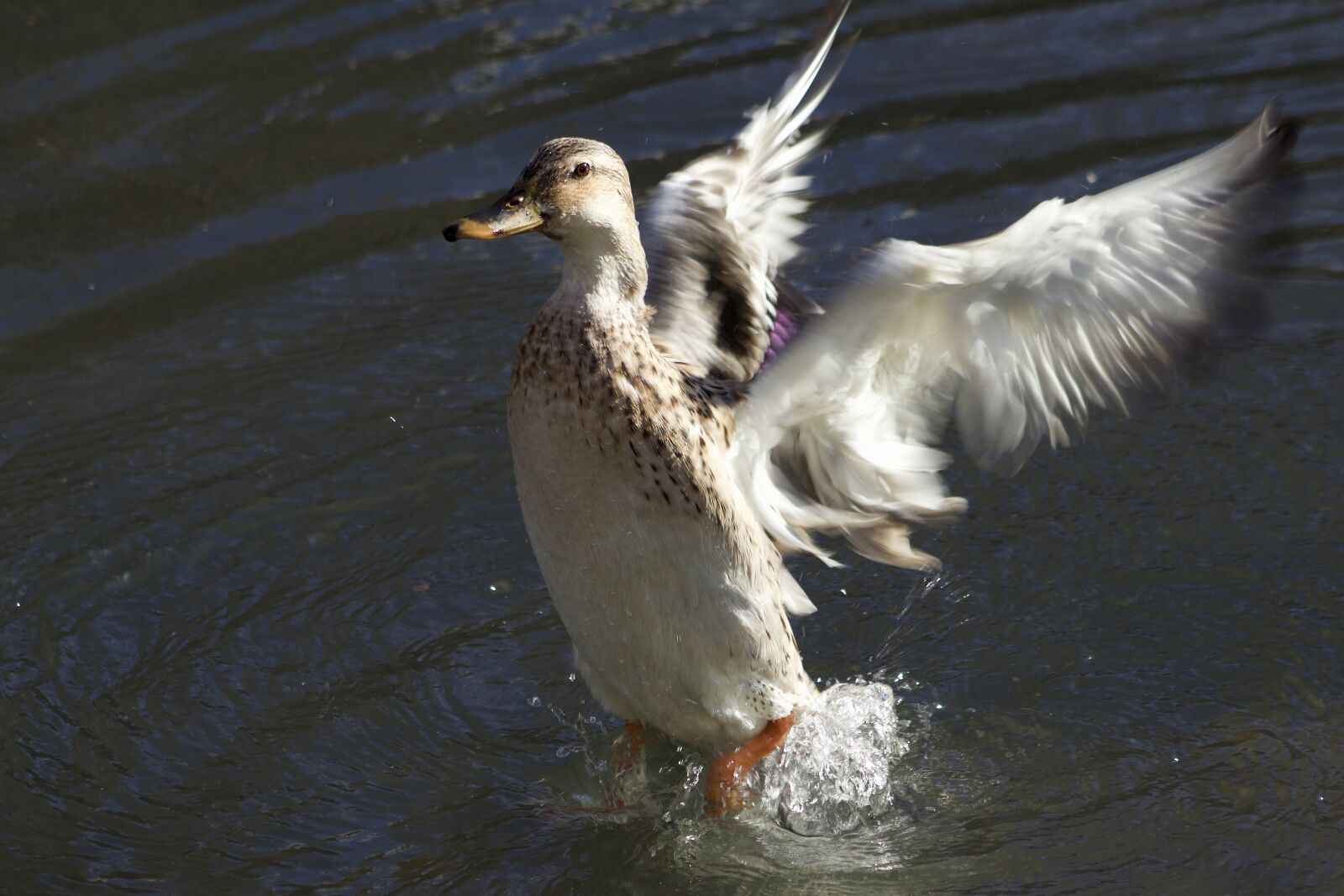 Canon EOS 800D (EOS Rebel T7i / EOS Kiss X9i) sample photo. Water bird, duck, mallard photography