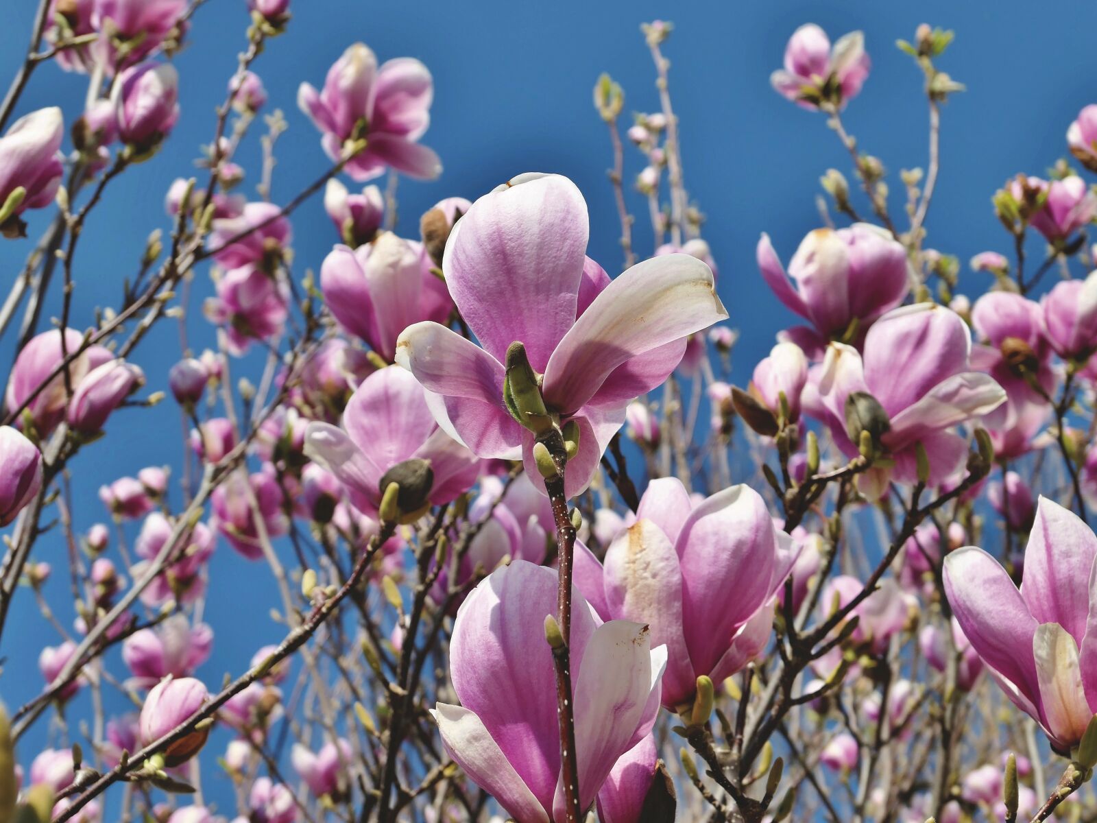 Panasonic Lumix DMC-LX10 (Lumix DMC-LX15) sample photo. Magnolia, magnolia tree, flowers photography