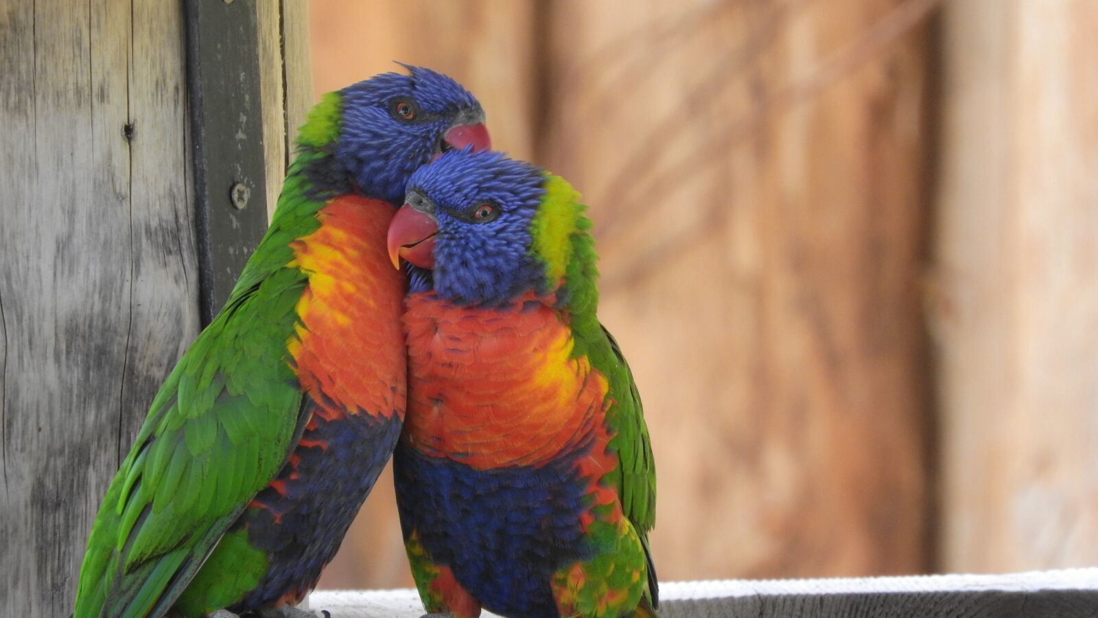 Nikon Coolpix P610 sample photo. Lori, lori mountain, parrot photography
