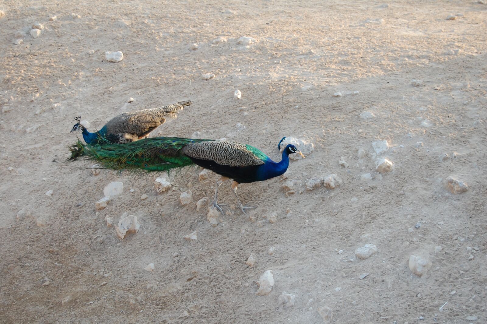 Nikon D40 sample photo. Bird, zoo, peacock photography