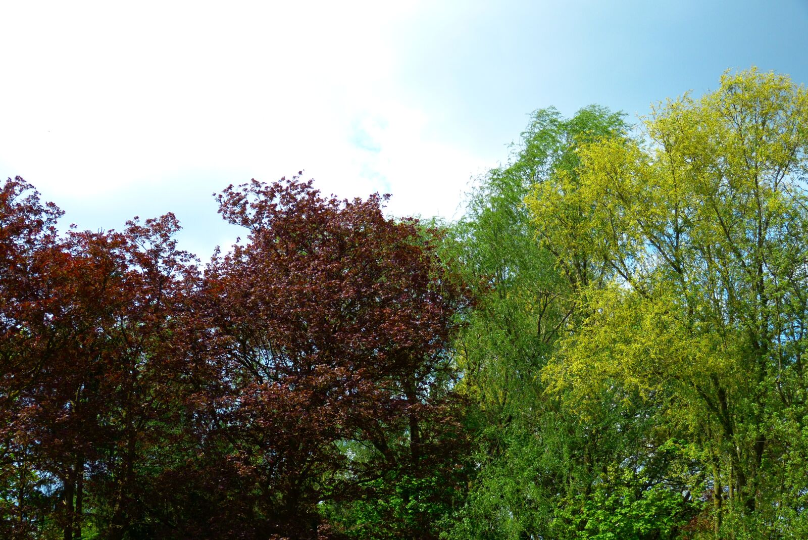 Panasonic Lumix DMC-FZ150 sample photo. Autumn, trees, colorful photography