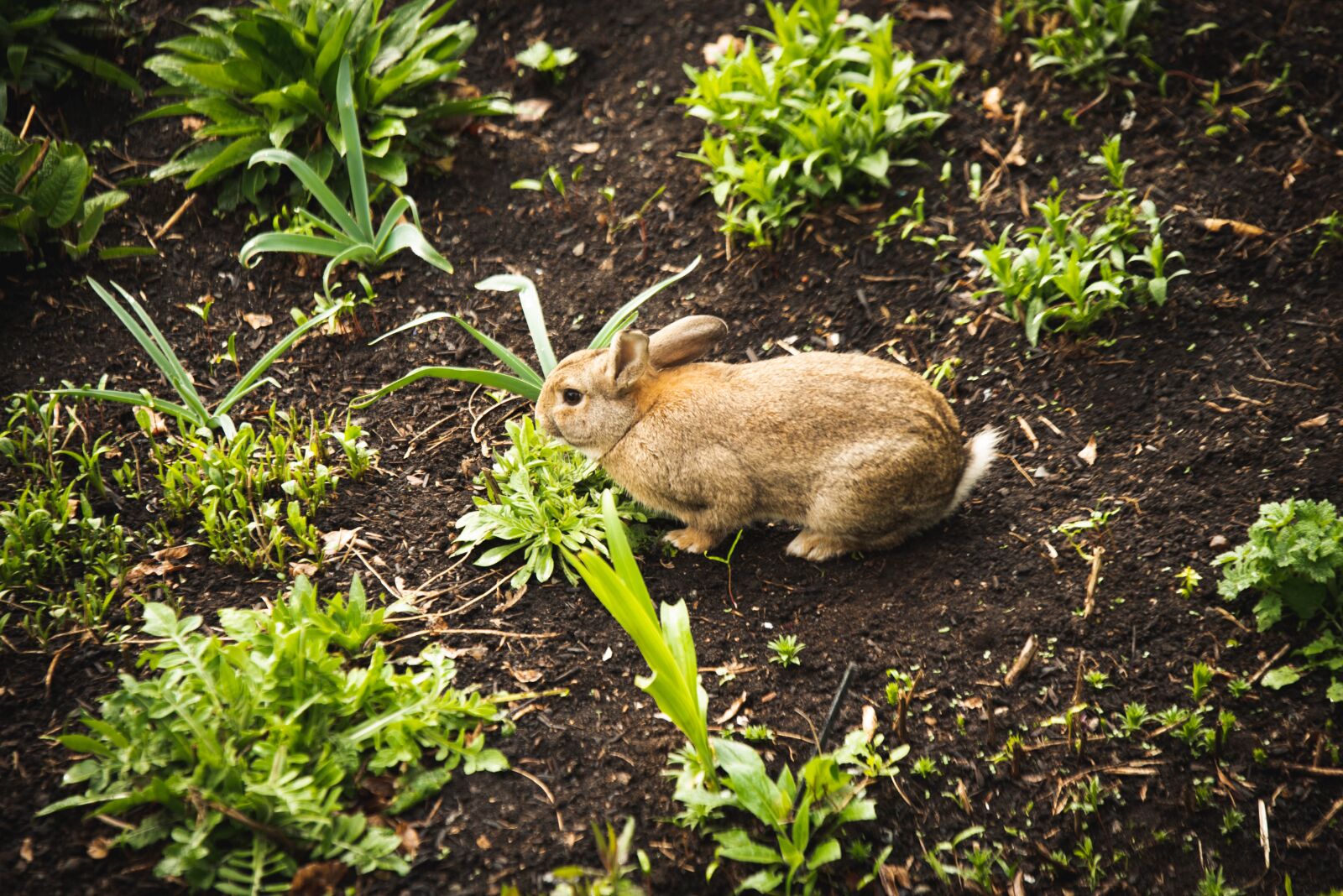Nikon D750 sample photo. Bunny, flowers, spring photography