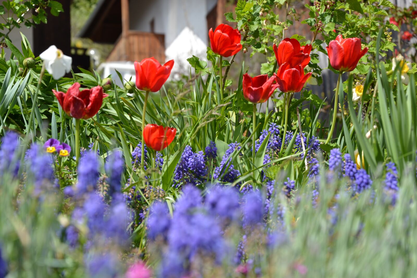 Nikon D3100 sample photo. Tulips, spring, flowers photography