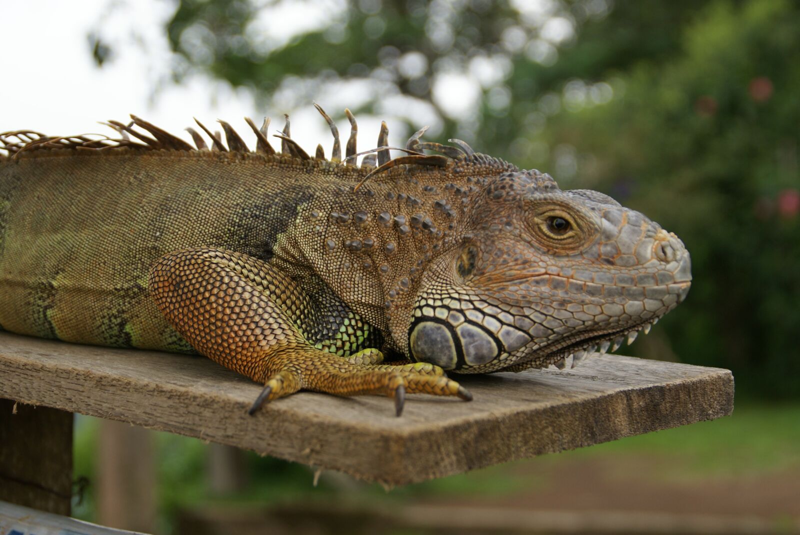 Sony Alpha DSLR-A100 sample photo. Animals, lizard, iguana photography