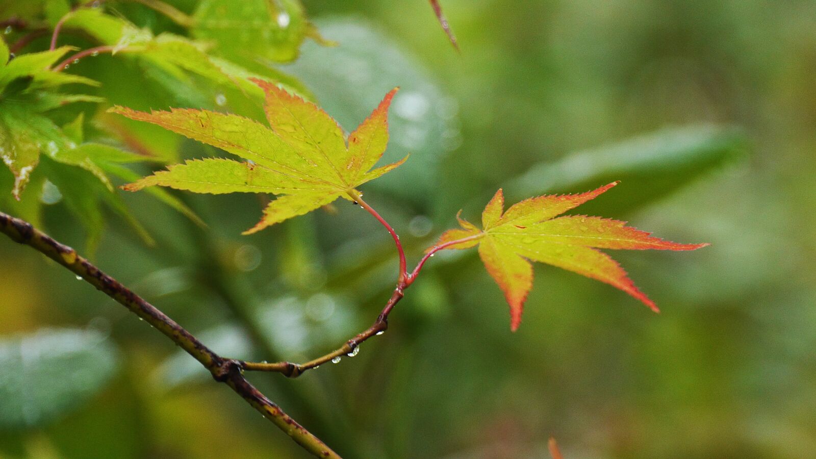 Panasonic Lumix DMC-GH3 sample photo. The leaves, autumn leaves photography