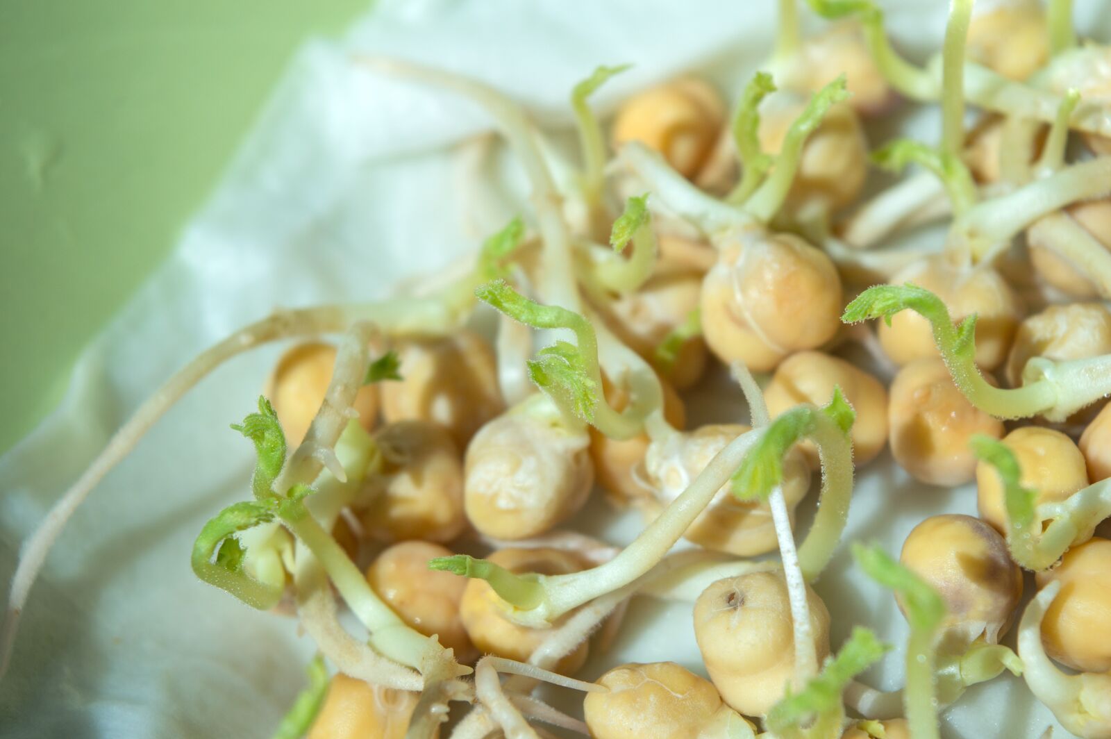 Nikon D3200 sample photo. Chick-pea, sprouts, sprouting chickpeas photography