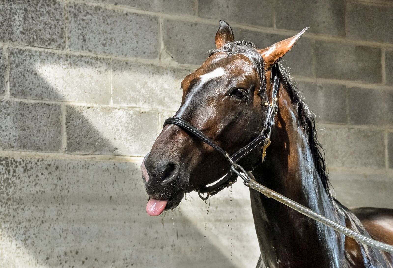 Nikon D500 sample photo. Horse, wet, water photography