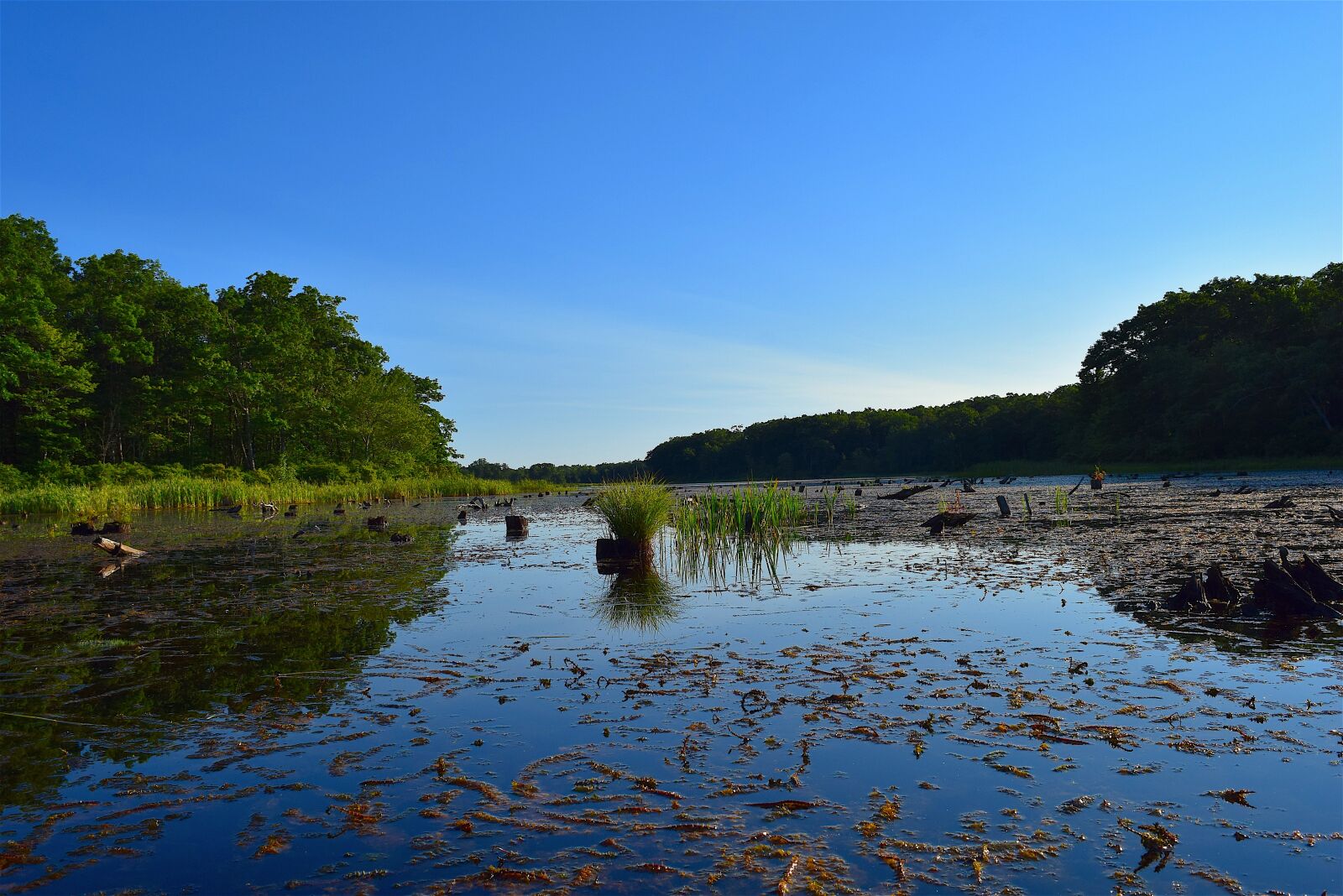 Nikon D3300 sample photo. Lake, tree, morning photography