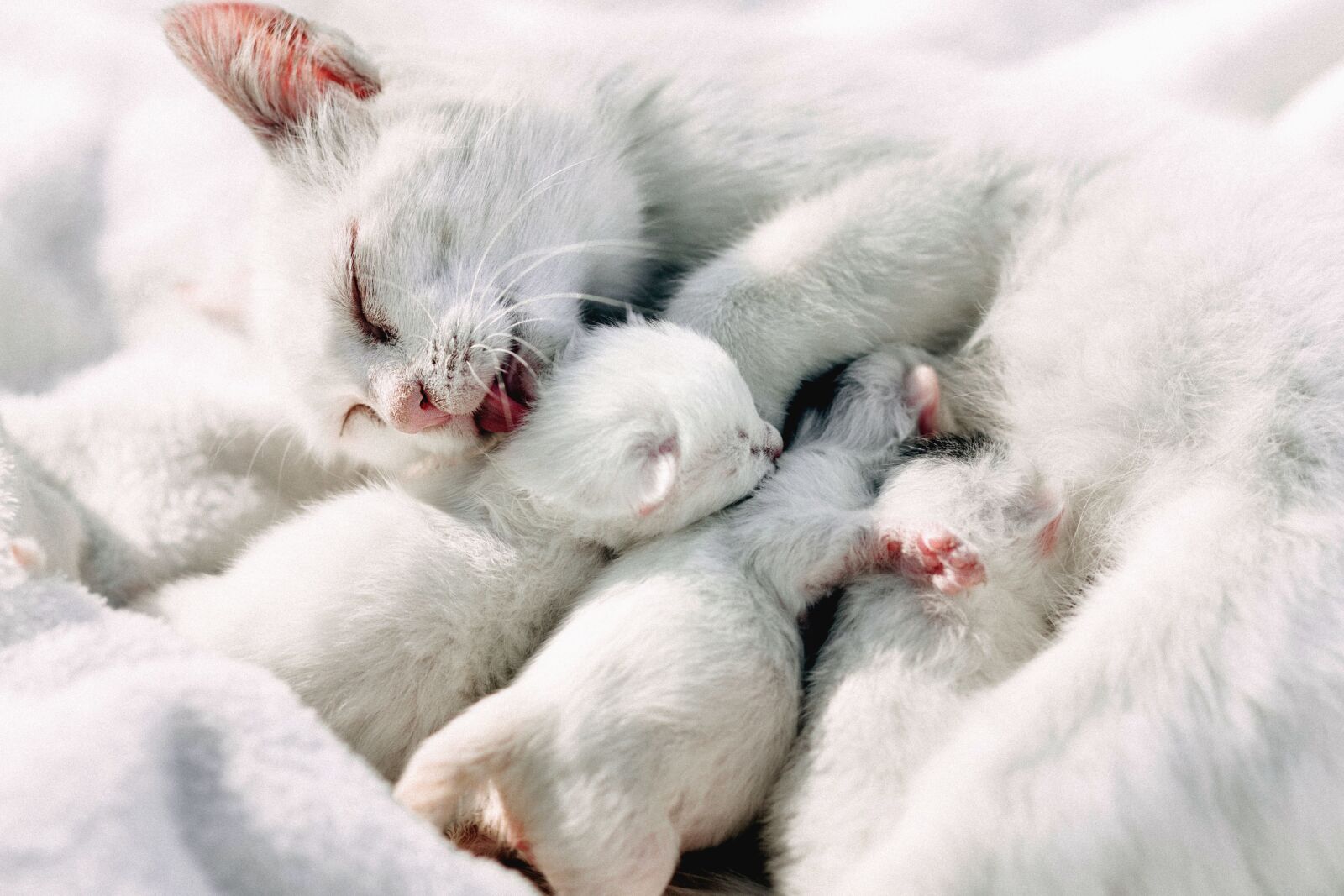 Canon EOS 6D sample photo. White, cat, kittens, animals photography