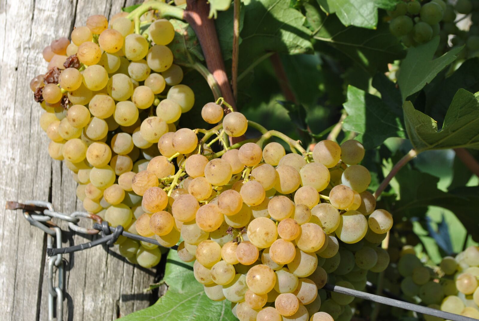 Nikon D3000 sample photo. Grape, maturation, vintage photography