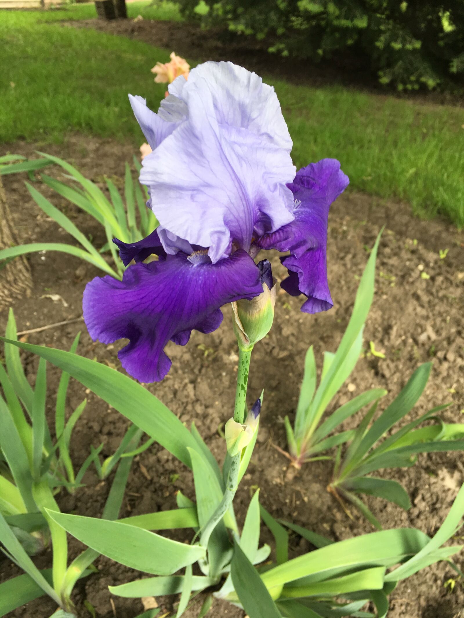 Apple iPhone 6s sample photo. Beautiful, flower photography