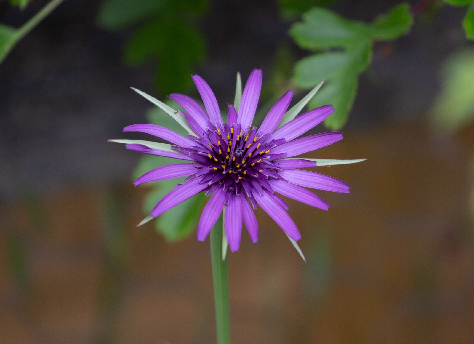 Canon EOS 5D Mark III sample photo. Salsify flower, wild flower photography