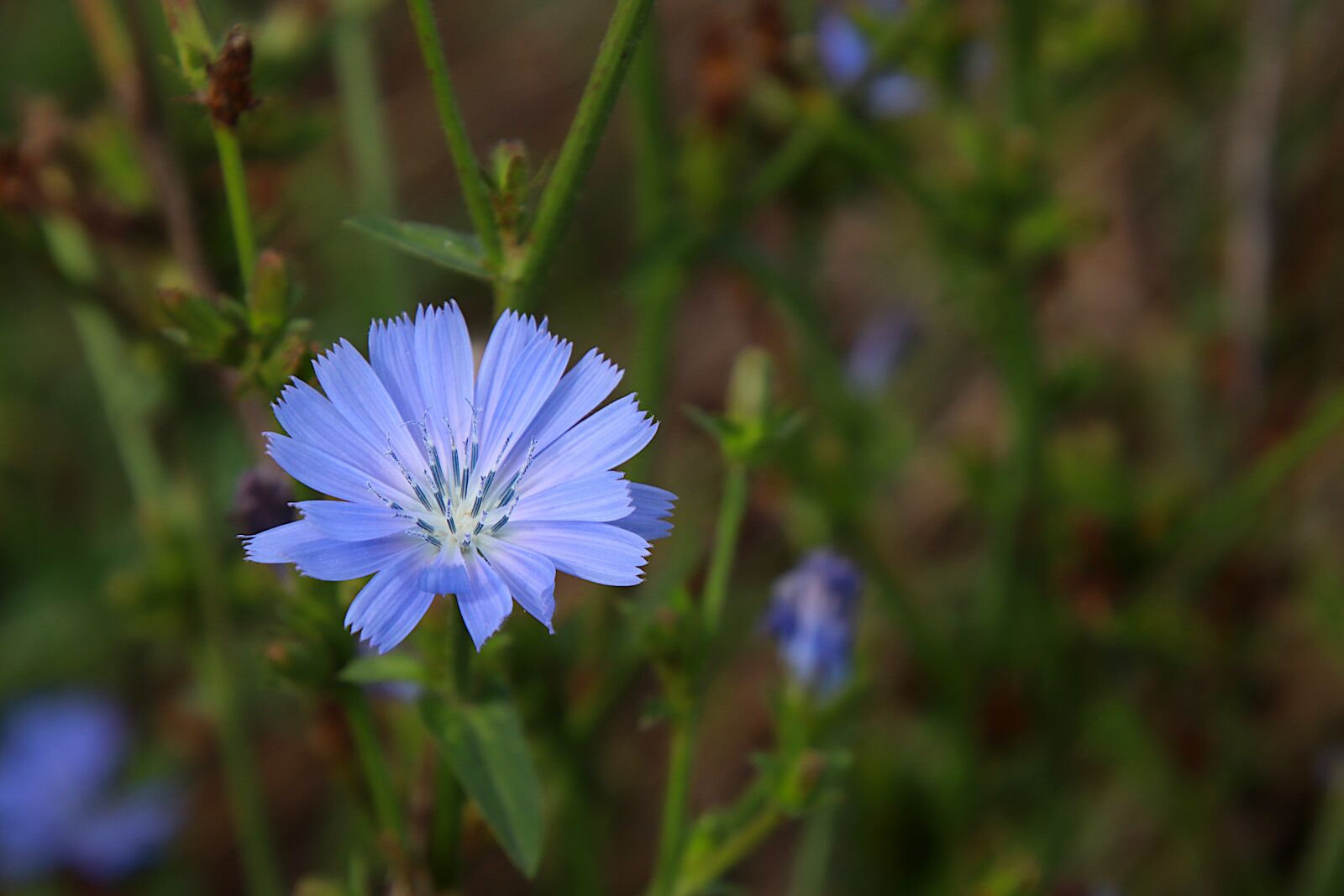 Canon EOS 800D (EOS Rebel T7i / EOS Kiss X9i) sample photo. Fleurs des champs, color photography