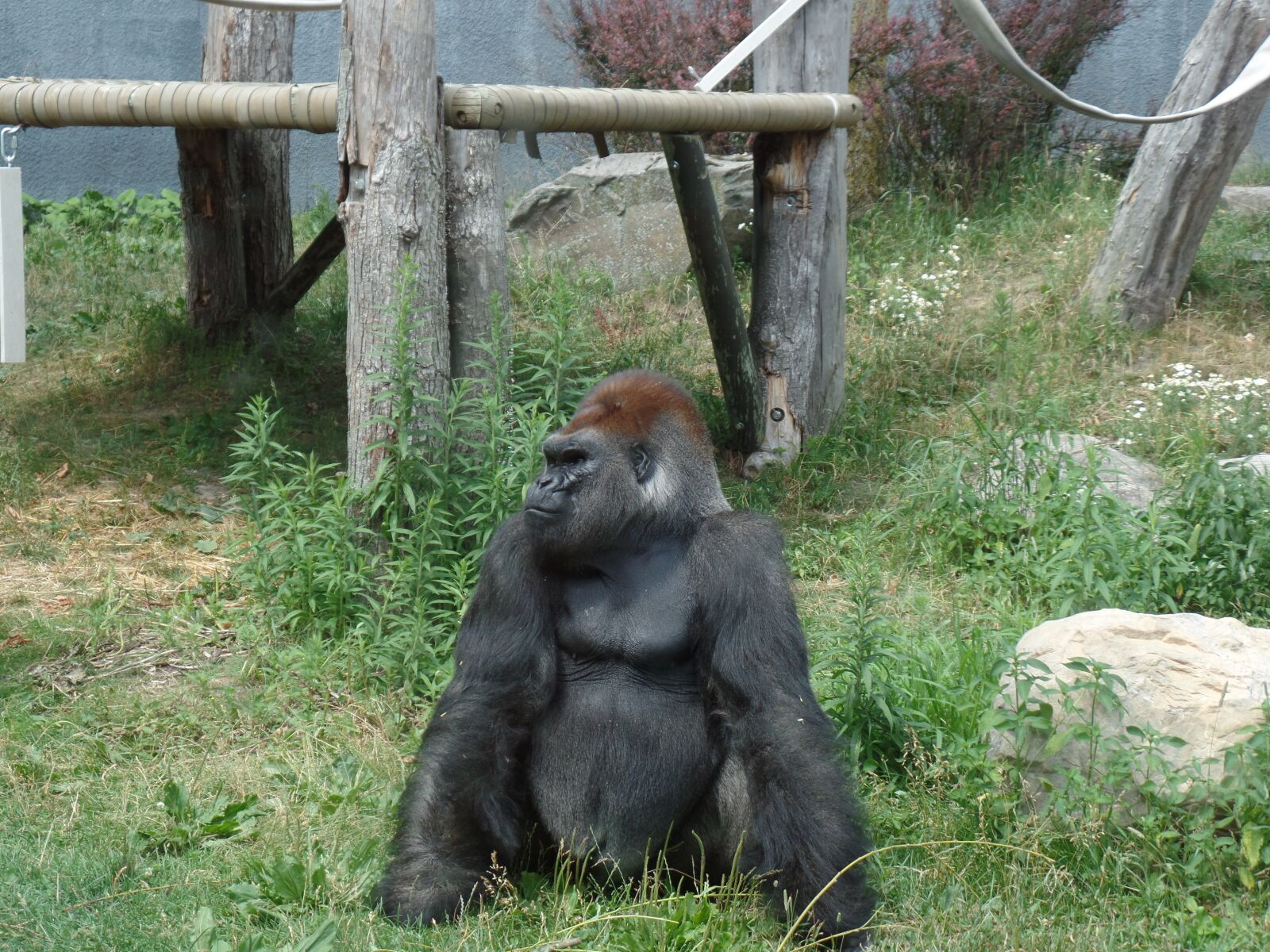 Samsung WB350F/WB351F/WB352F sample photo. Wild, gorilla, zoo photography