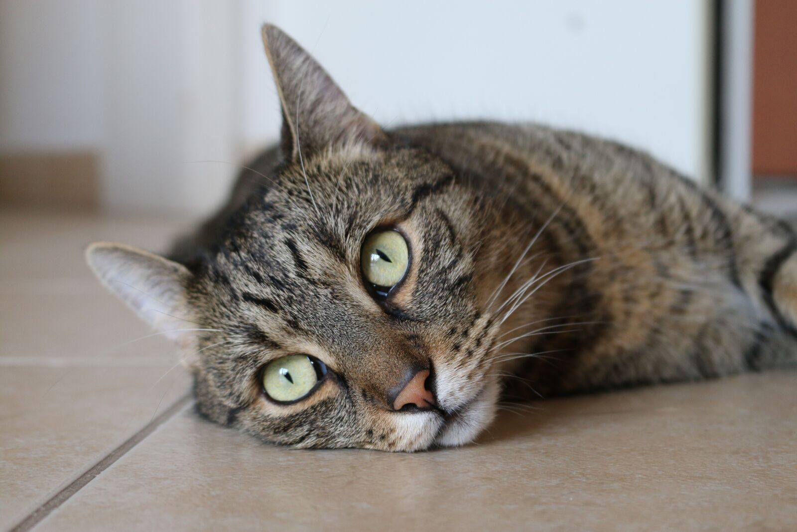 Canon EOS 70D sample photo. Animals, feline, cats photography
