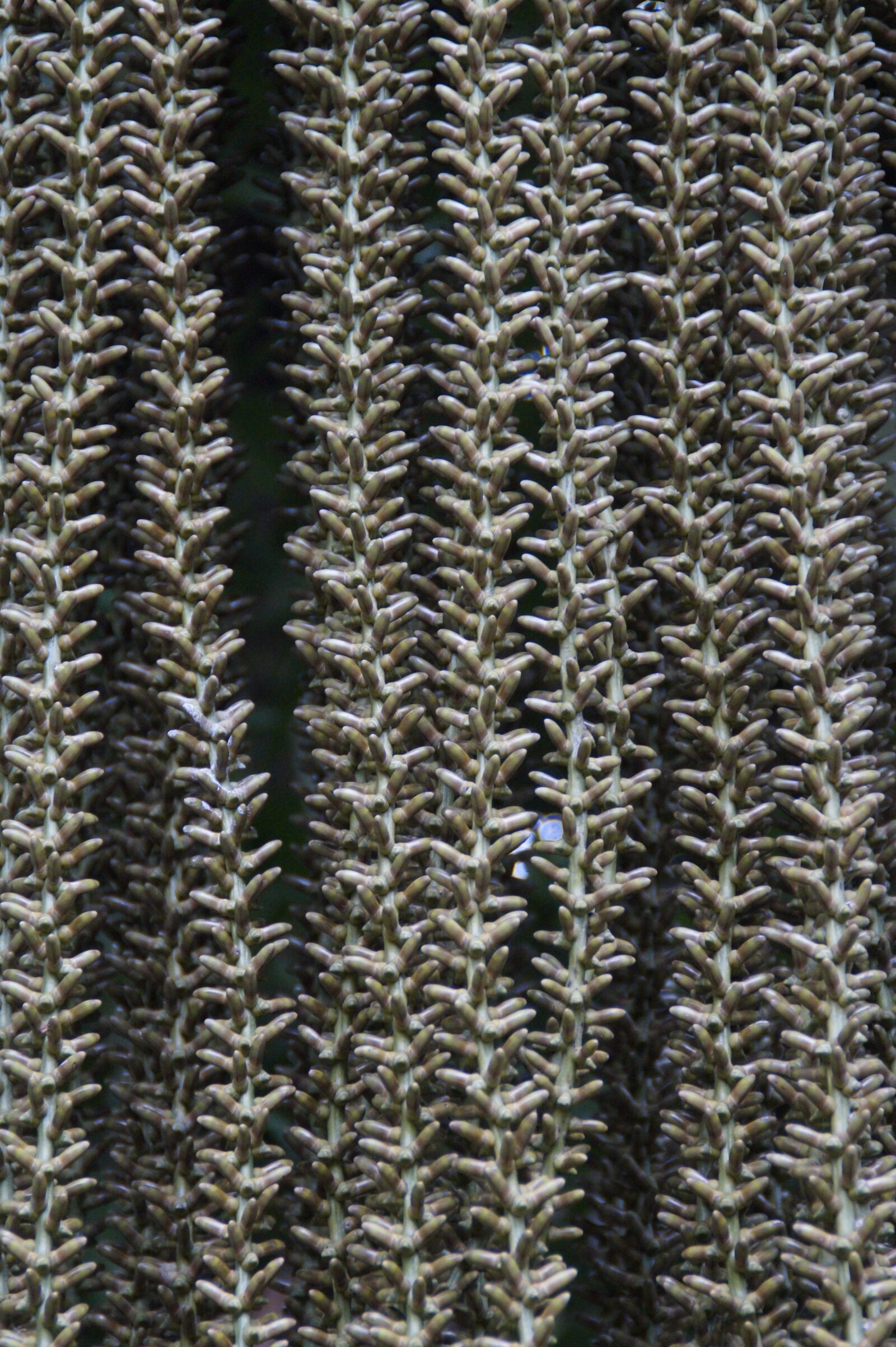 Sony SLT-A58 sample photo. Structure, texture, background photography