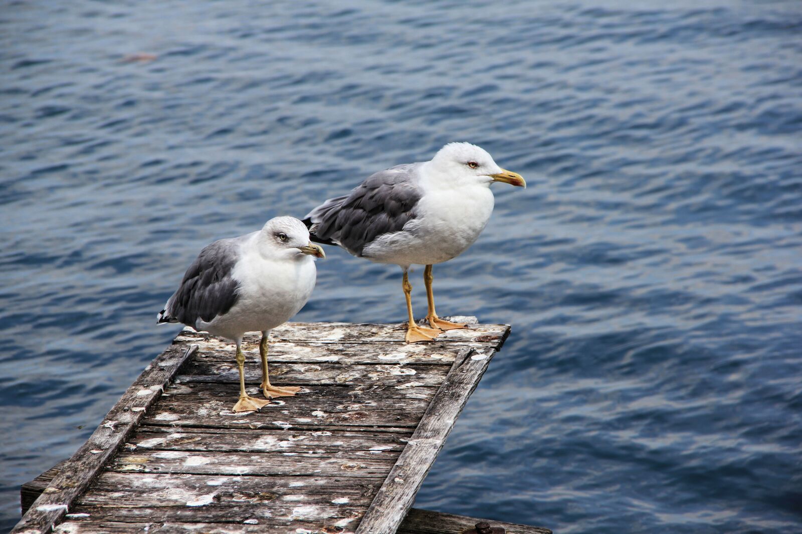 Canon EOS 550D (EOS Rebel T2i / EOS Kiss X4) sample photo. Seagull, sea, water bird photography