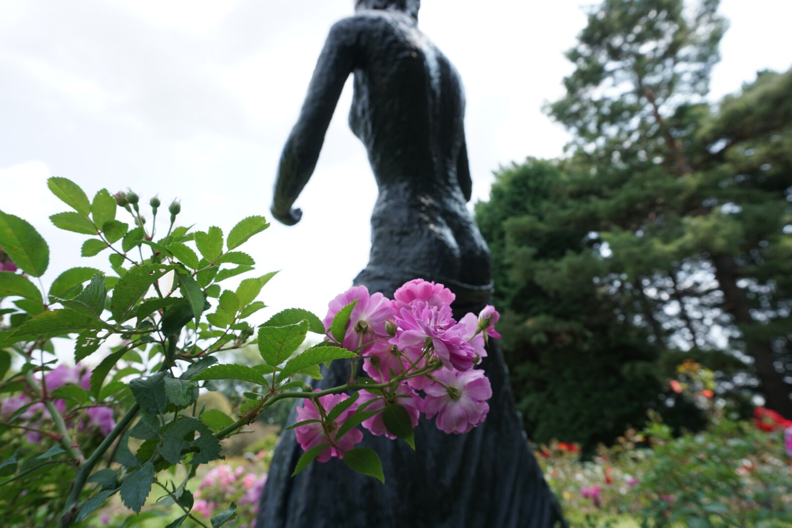 Sony a6000 sample photo. Bottom, flower, purple photography