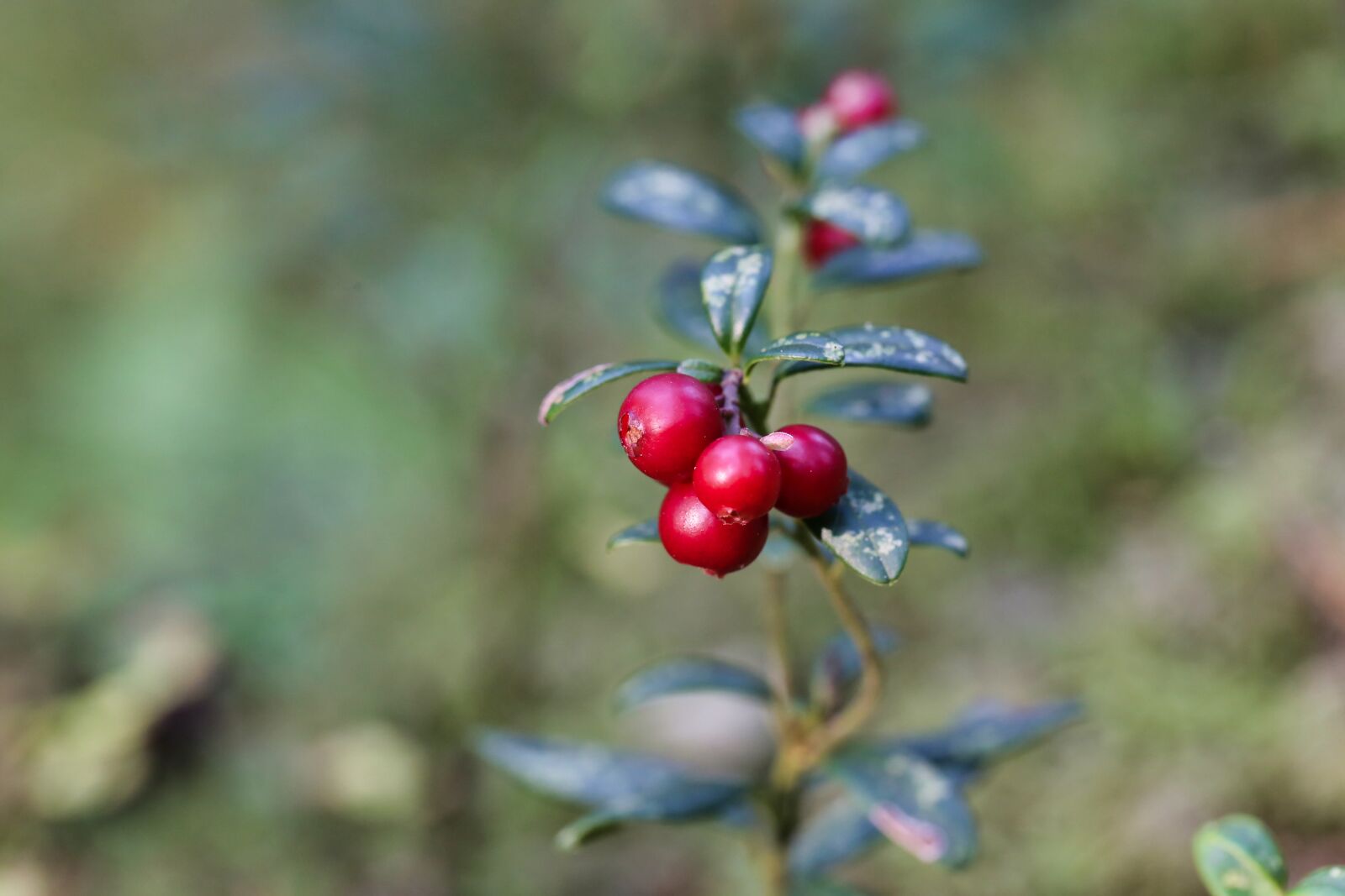 Canon EF 100mm F2.8L Macro IS USM sample photo. Lingonberry, berries, shrub photography